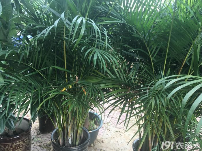 凤尾竹怎么养,凤尾竹怎么施肥,凤尾竹的繁殖方法!_植保技术_191农资人 - 农技社区服务平台