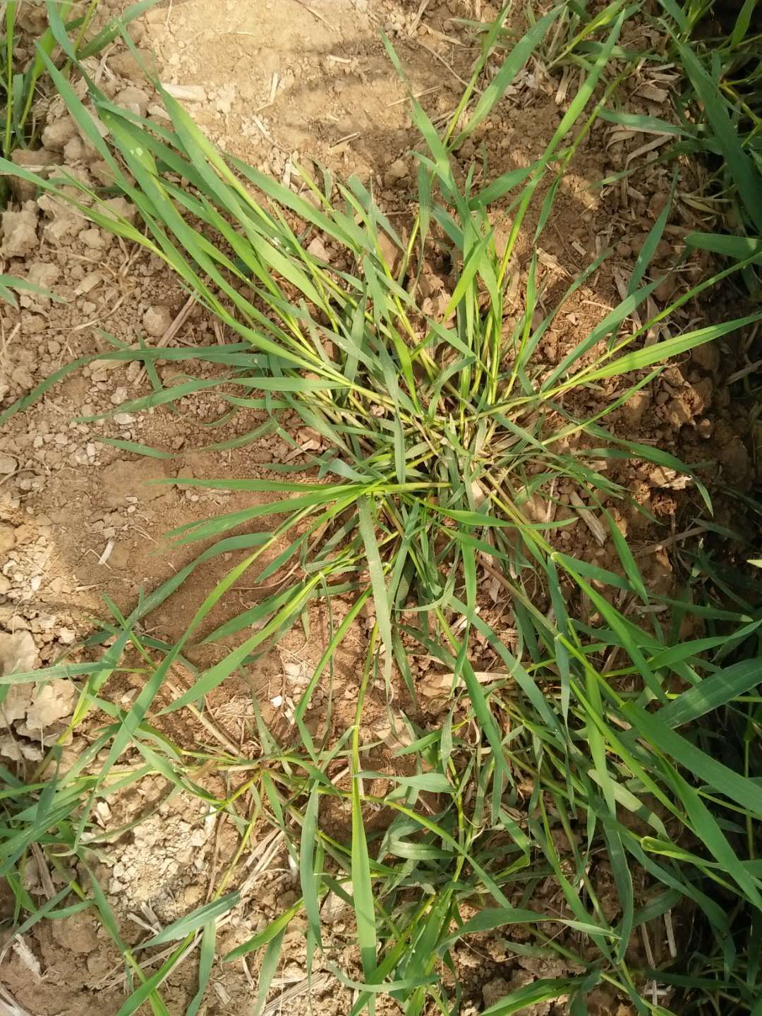 求助哪位老师知道这是什么野麦,拜托谢谢