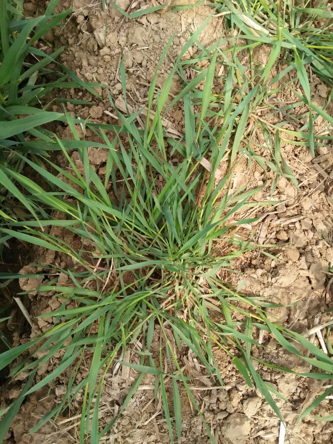 求助哪位老师知道这是什么野麦,拜托谢谢