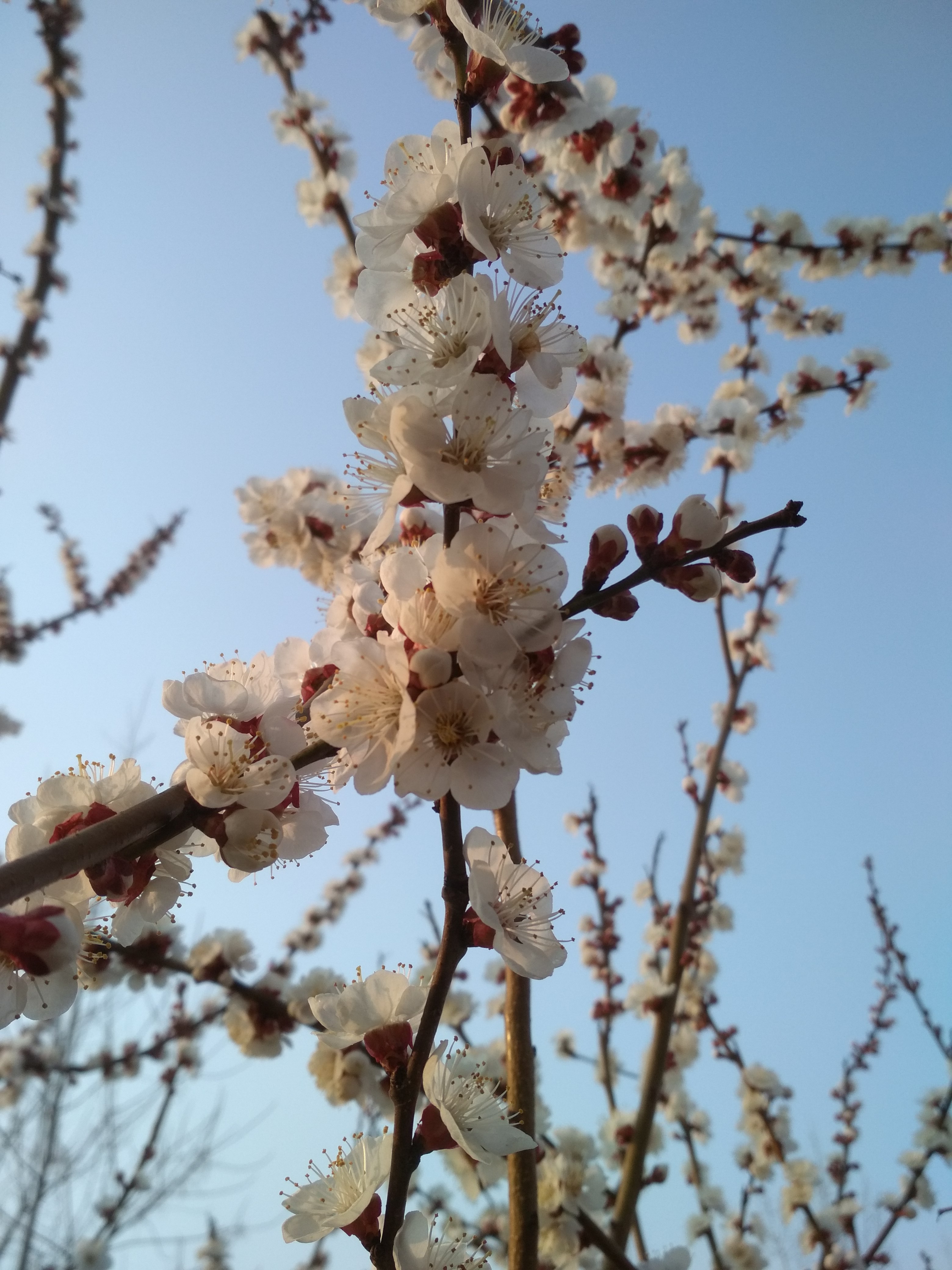 邀春風桃花開杏花落梨花盛開一朵朵