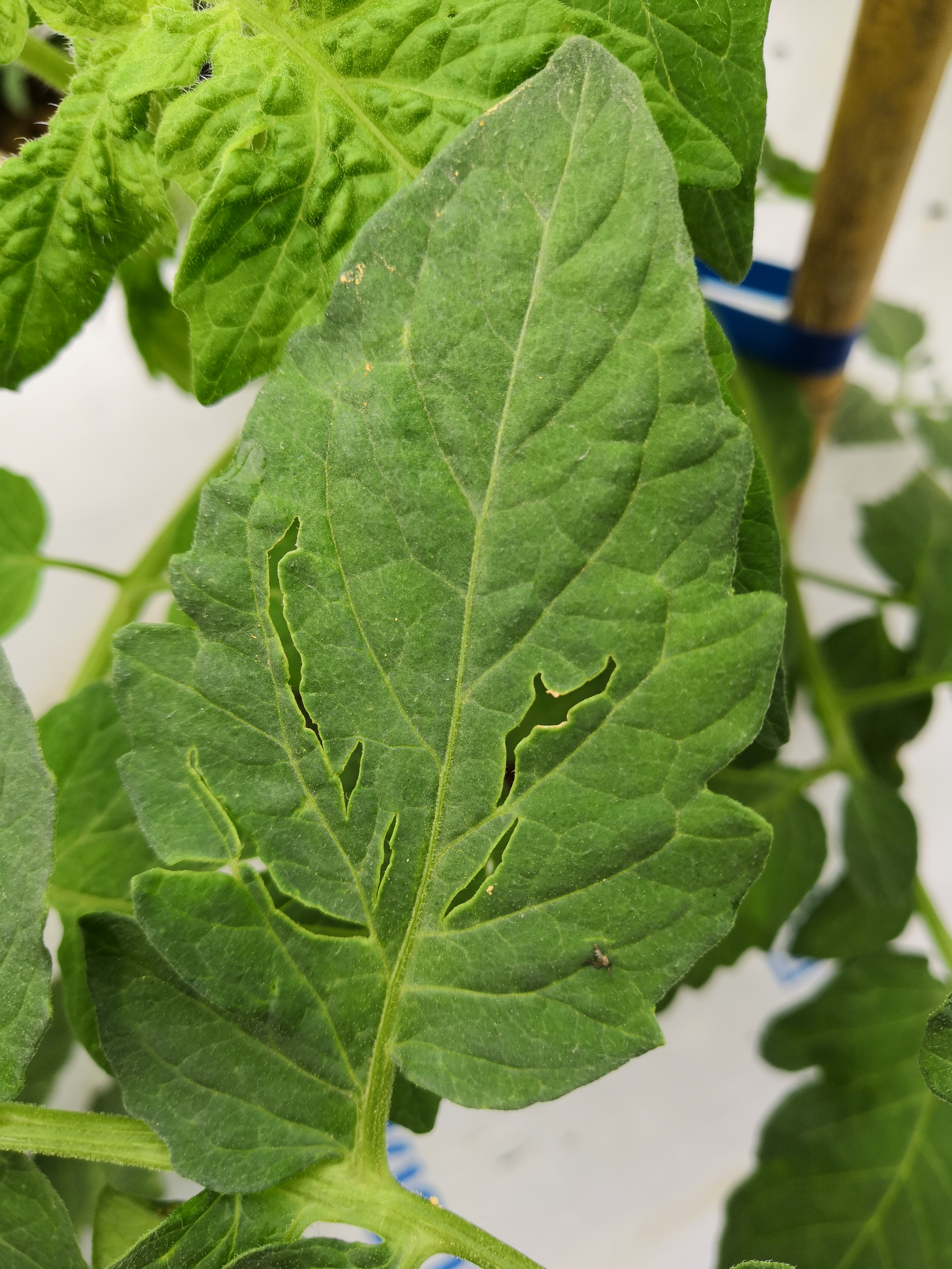 番茄怎么回事叶片裂叶求解答