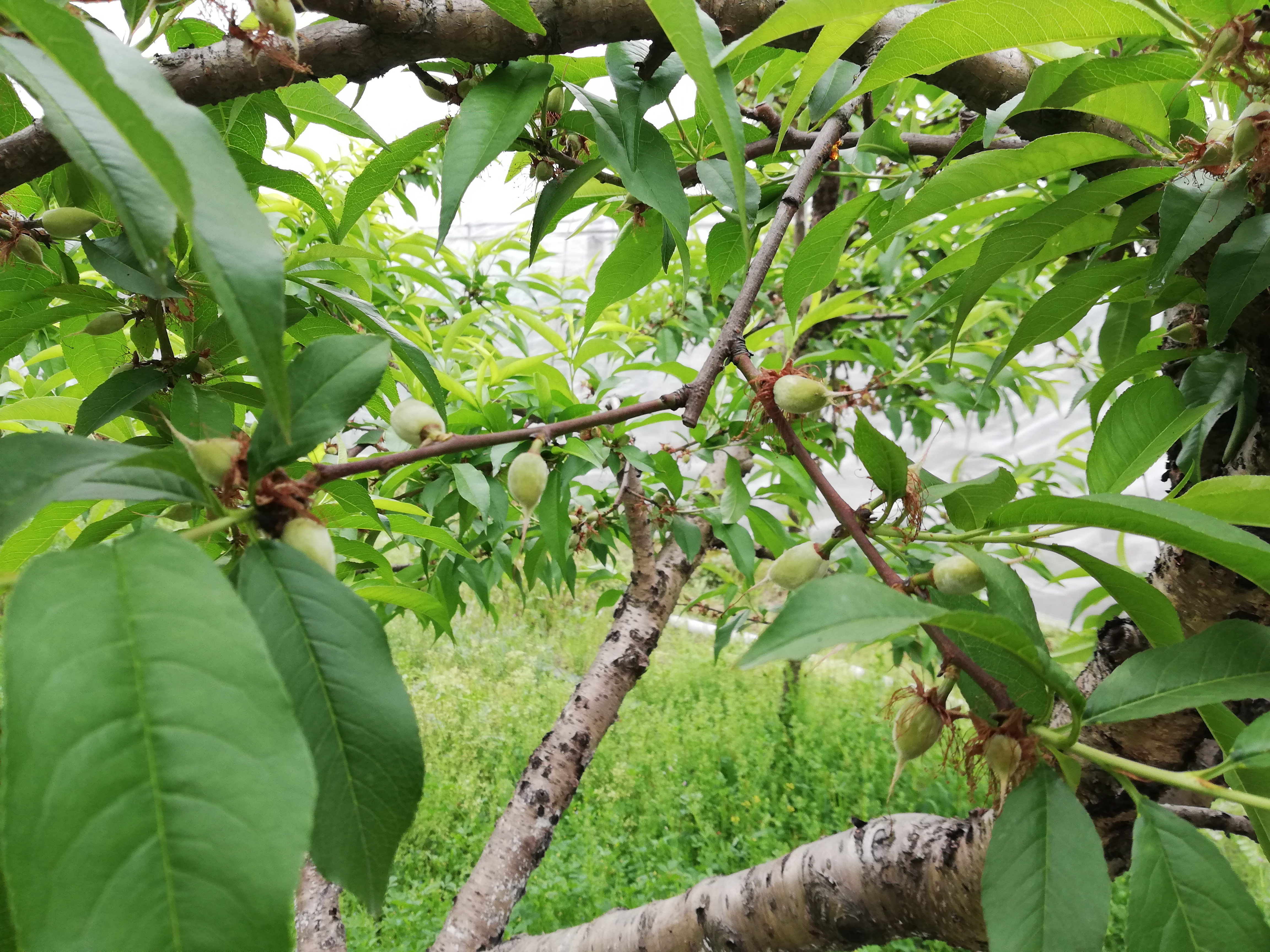 寒潮过后桃树挂果情况