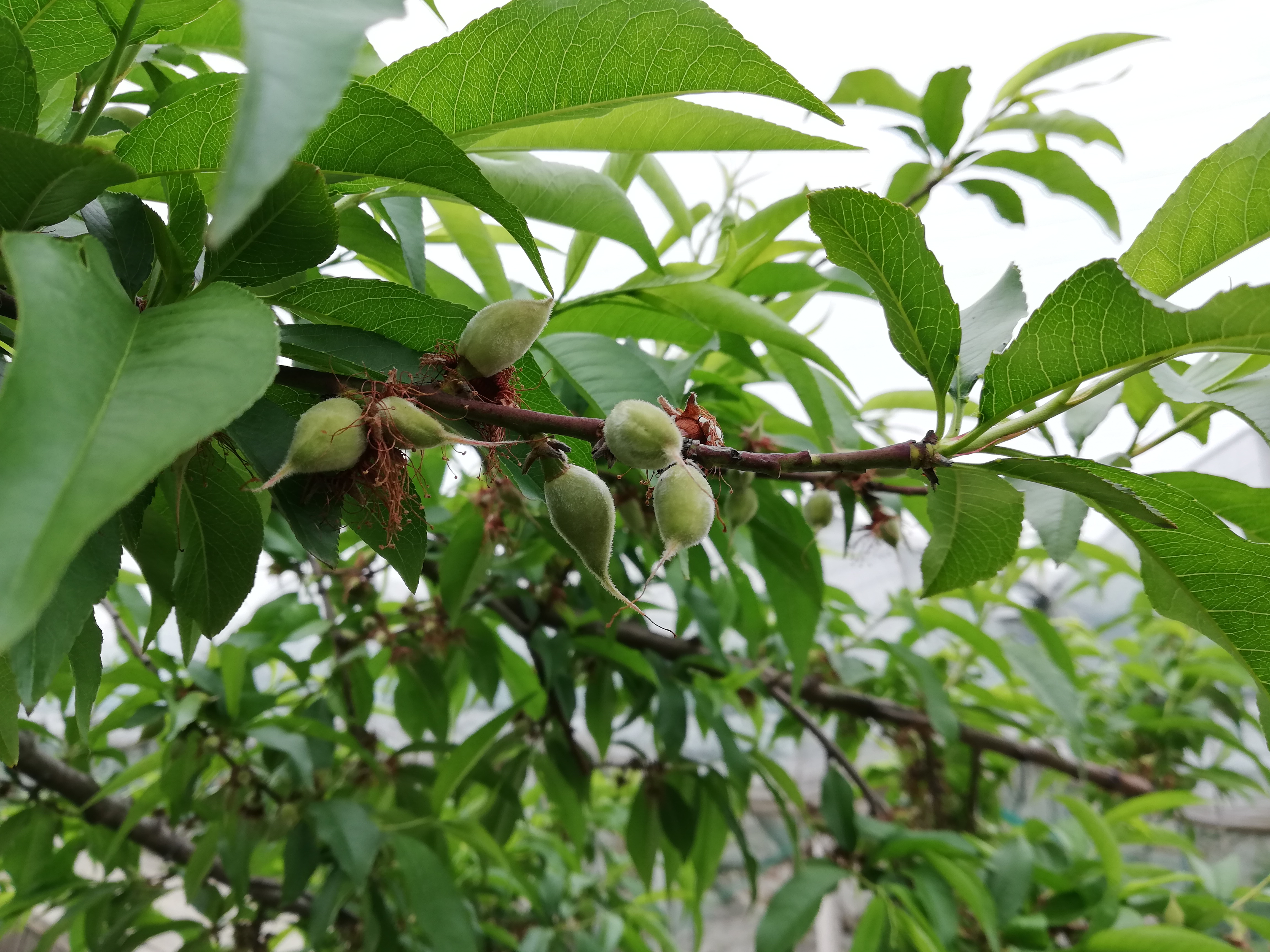 寒潮过后桃树挂果情况