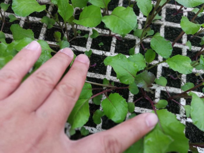 南县菜薹水培苗基地瑞苗清示范