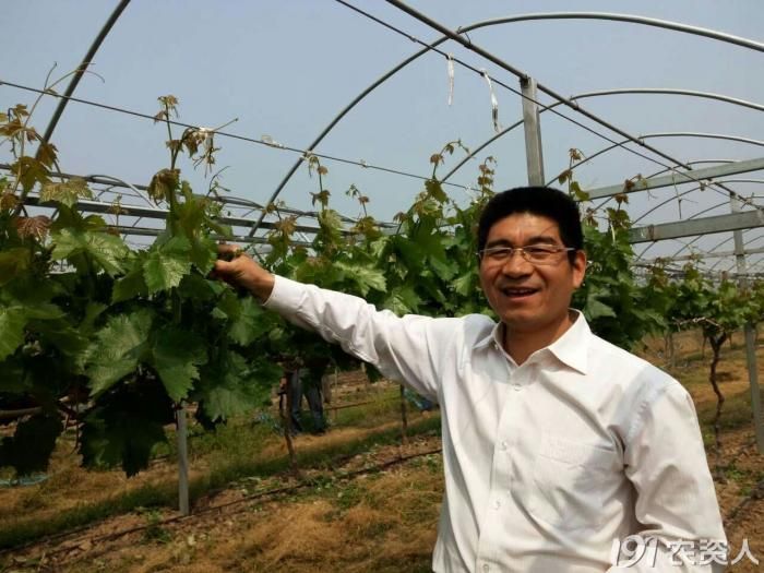 阳光玫瑰,巨峰系,有不懂的来这里找答案 九三学社成员,北京农学院教授
