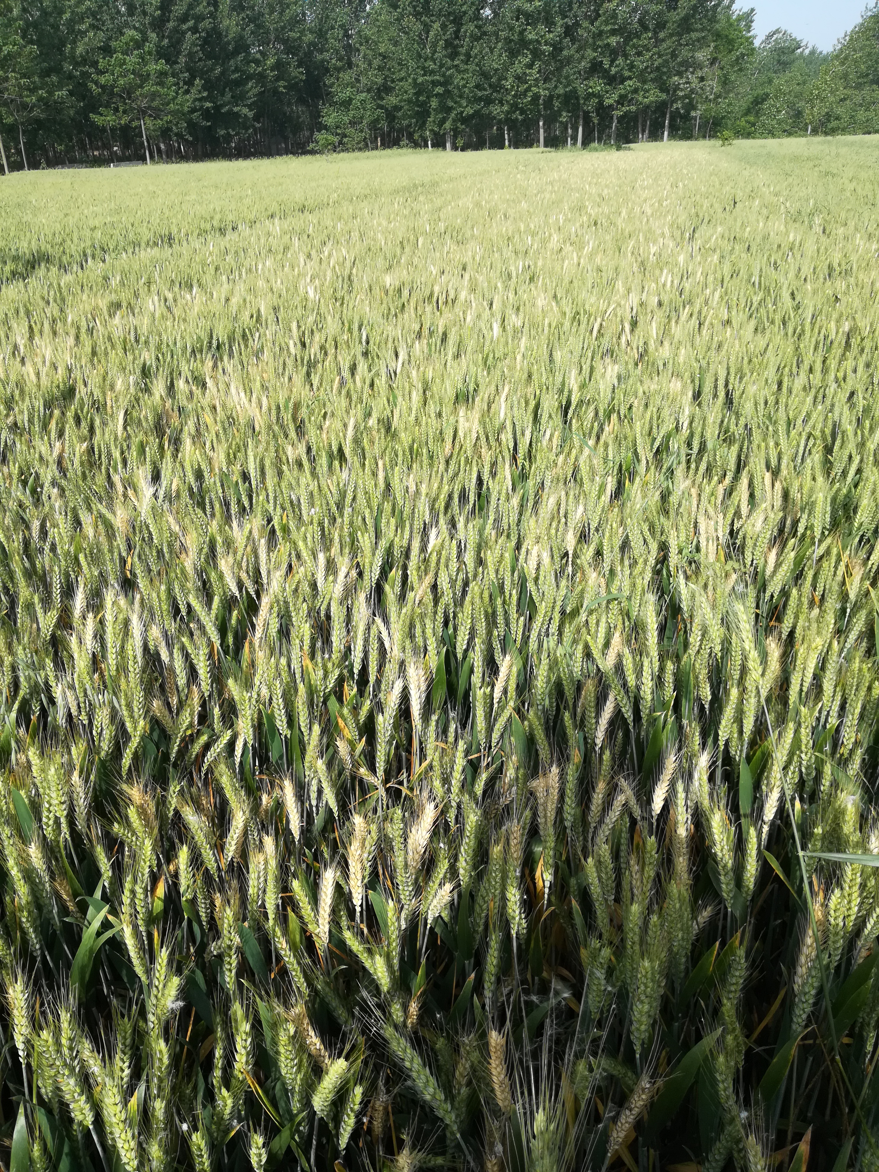 小麦白穗什么病