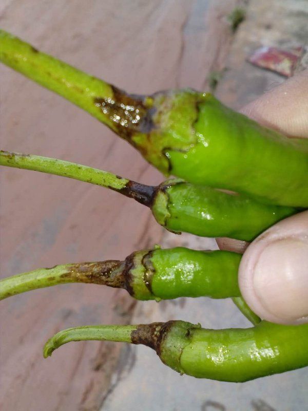 辣椒磷肥过量症状图片图片