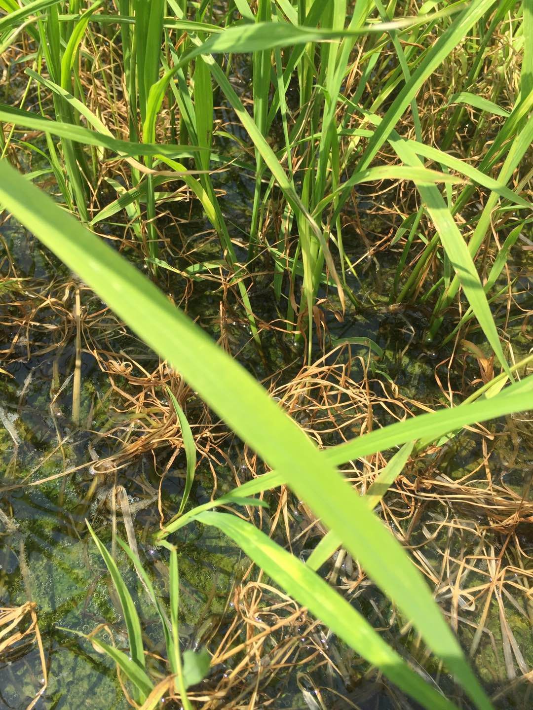 瓷器活34敌稗解决抗性变异稗草