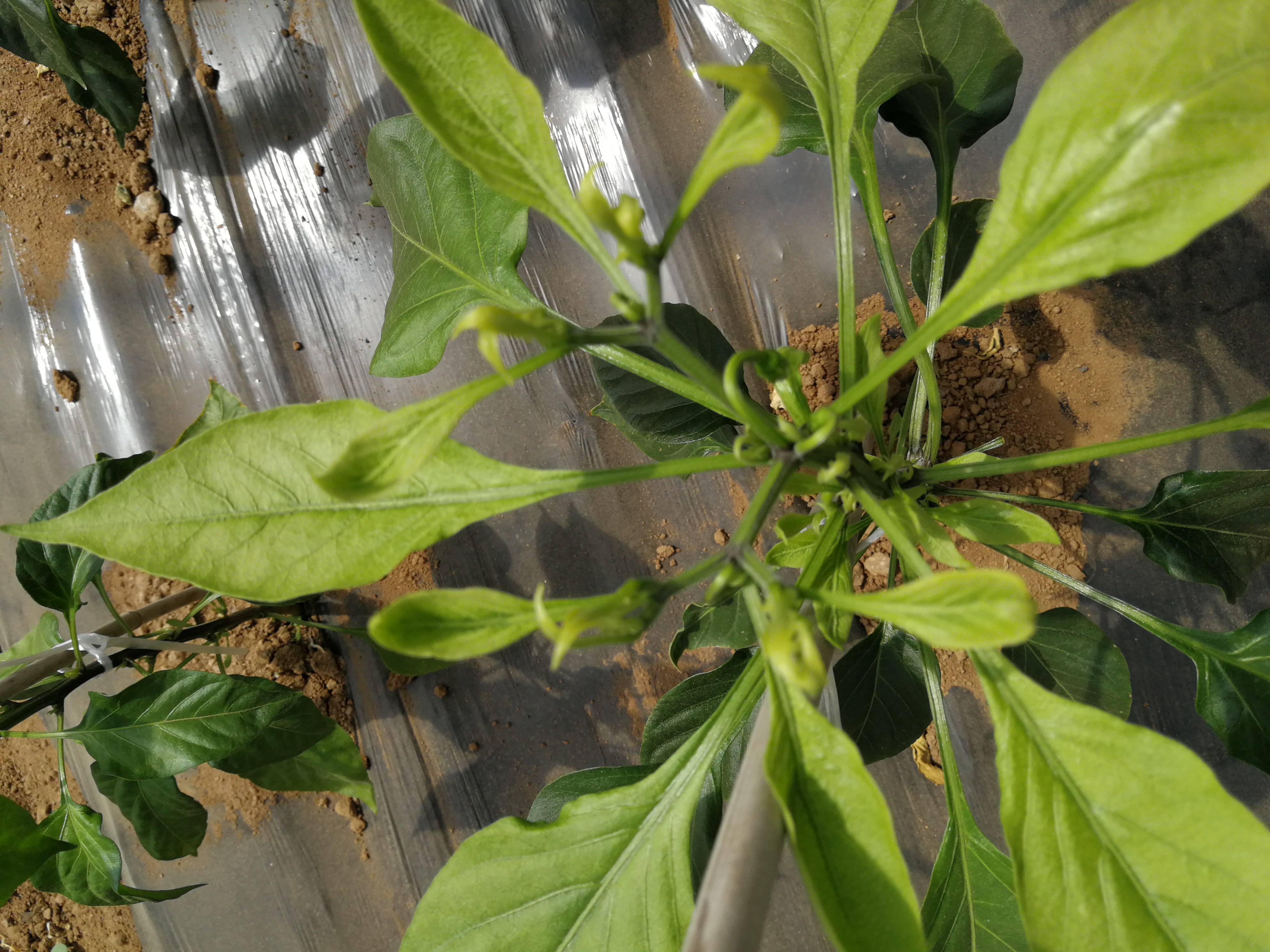 请问一下各位大神,这是辣椒病毒病吗?