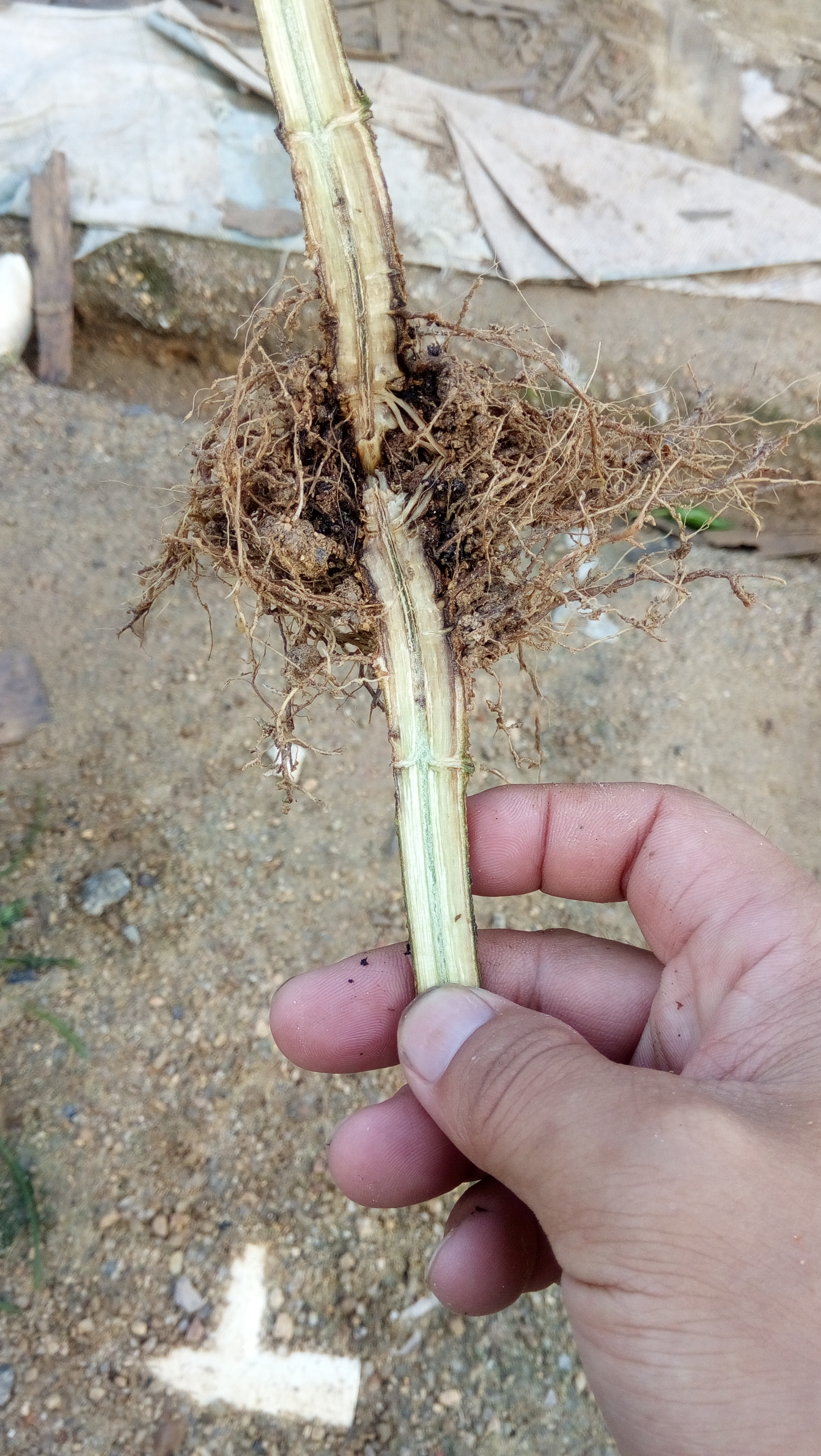 辣椒根腐病与青枯病怎么区分