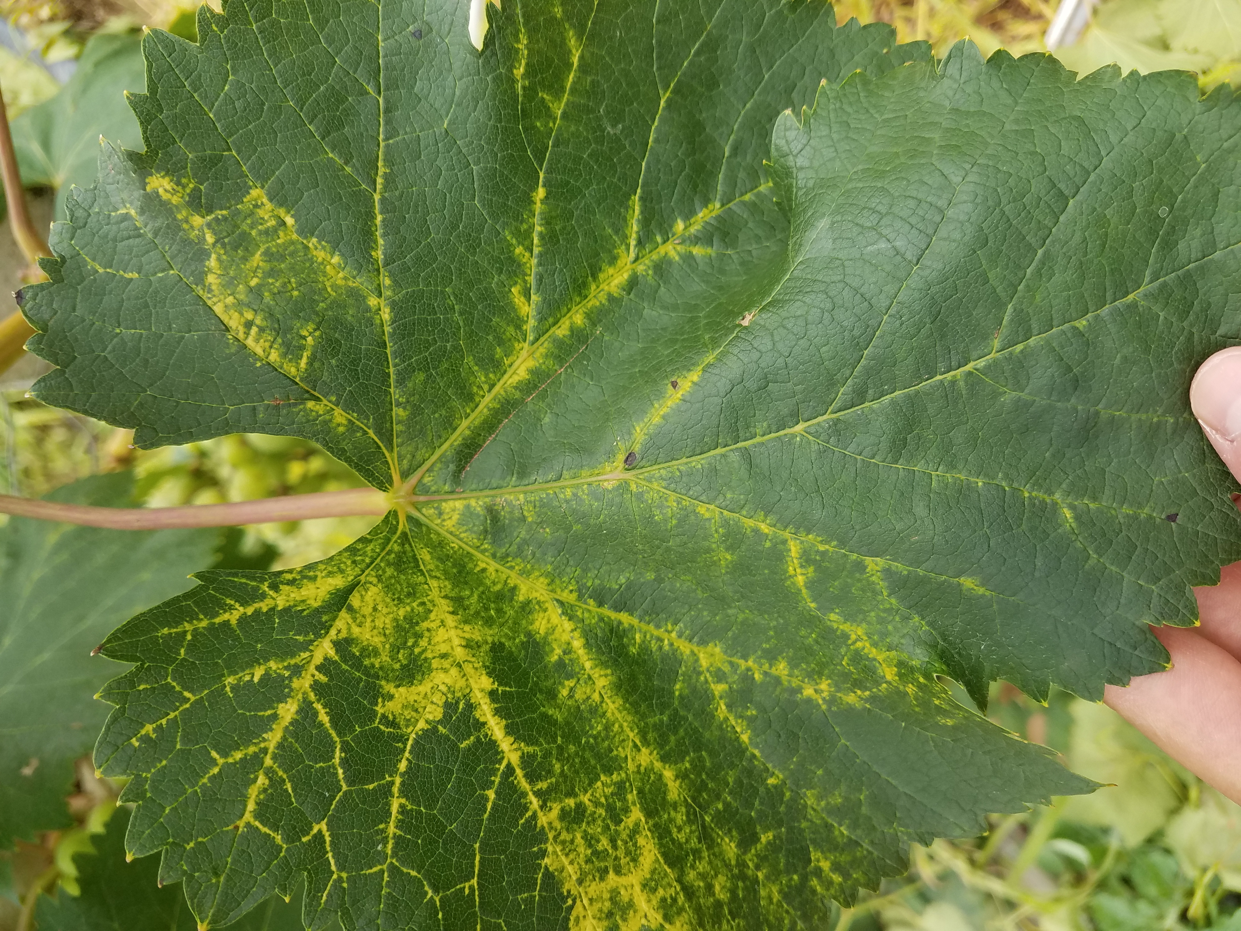 葡萄叶脉变黄