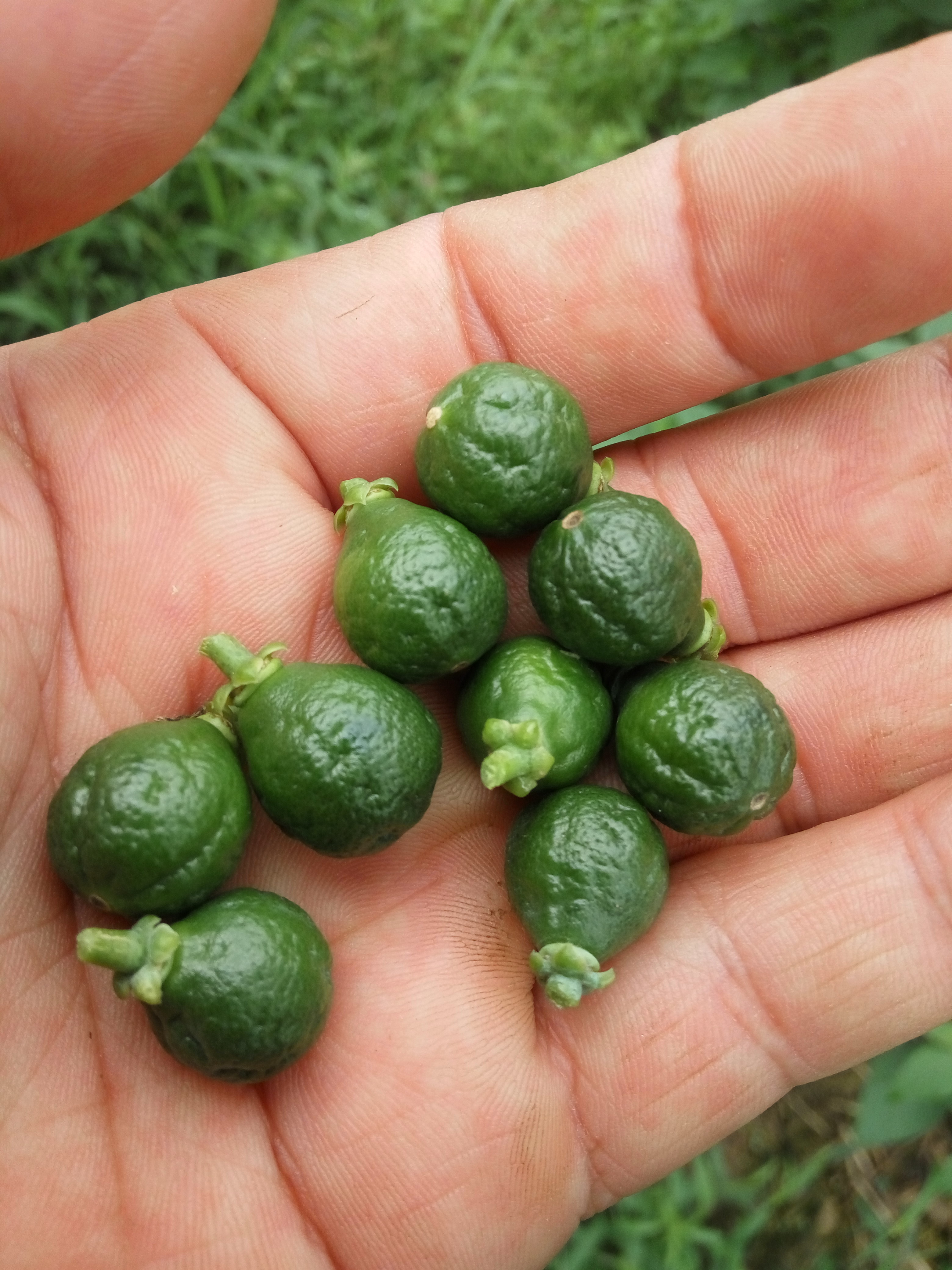 各位老师我的贡柑幼果很多畸形果是什么原因引起的