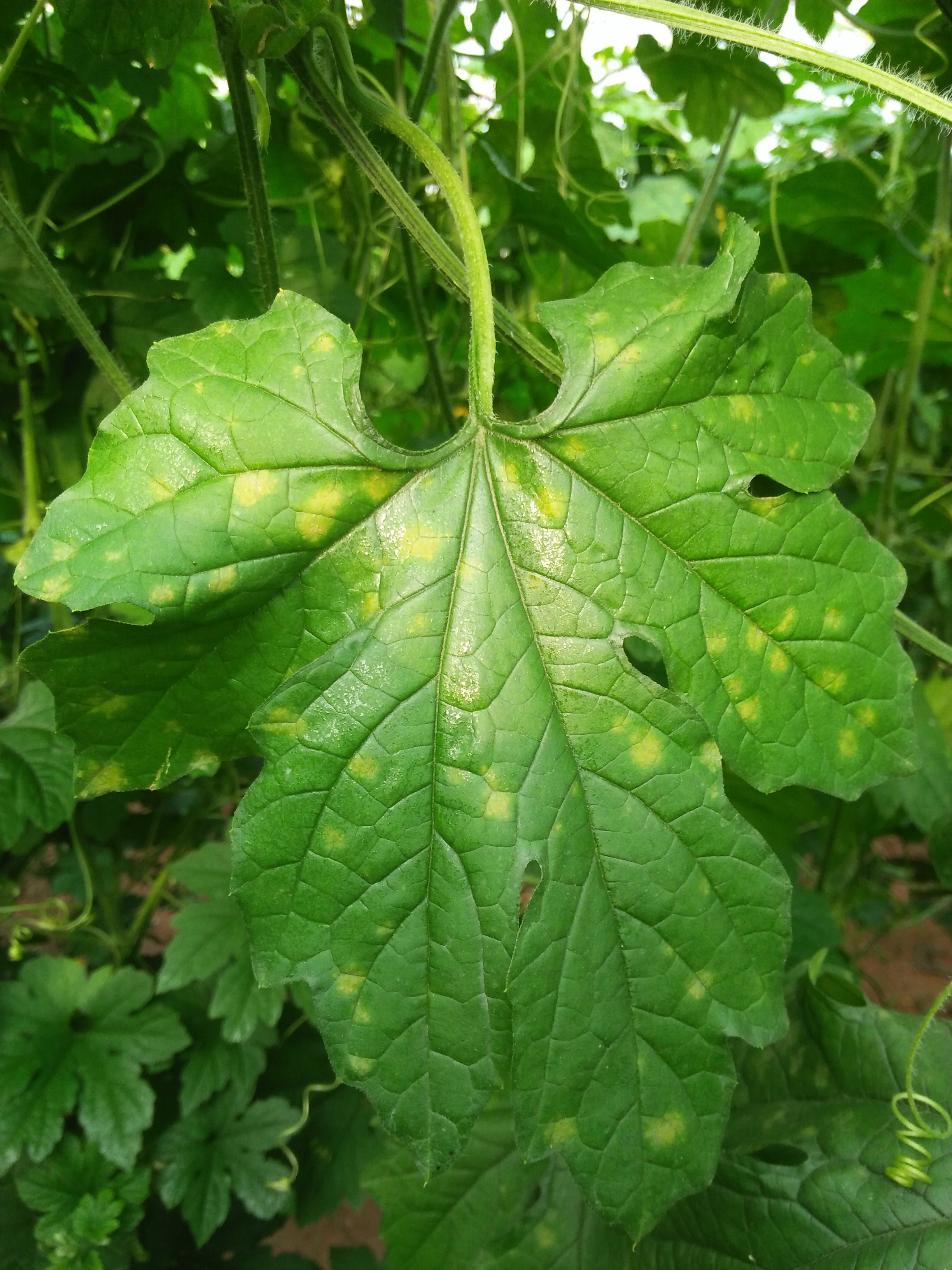 各位老师这是苦瓜什么病