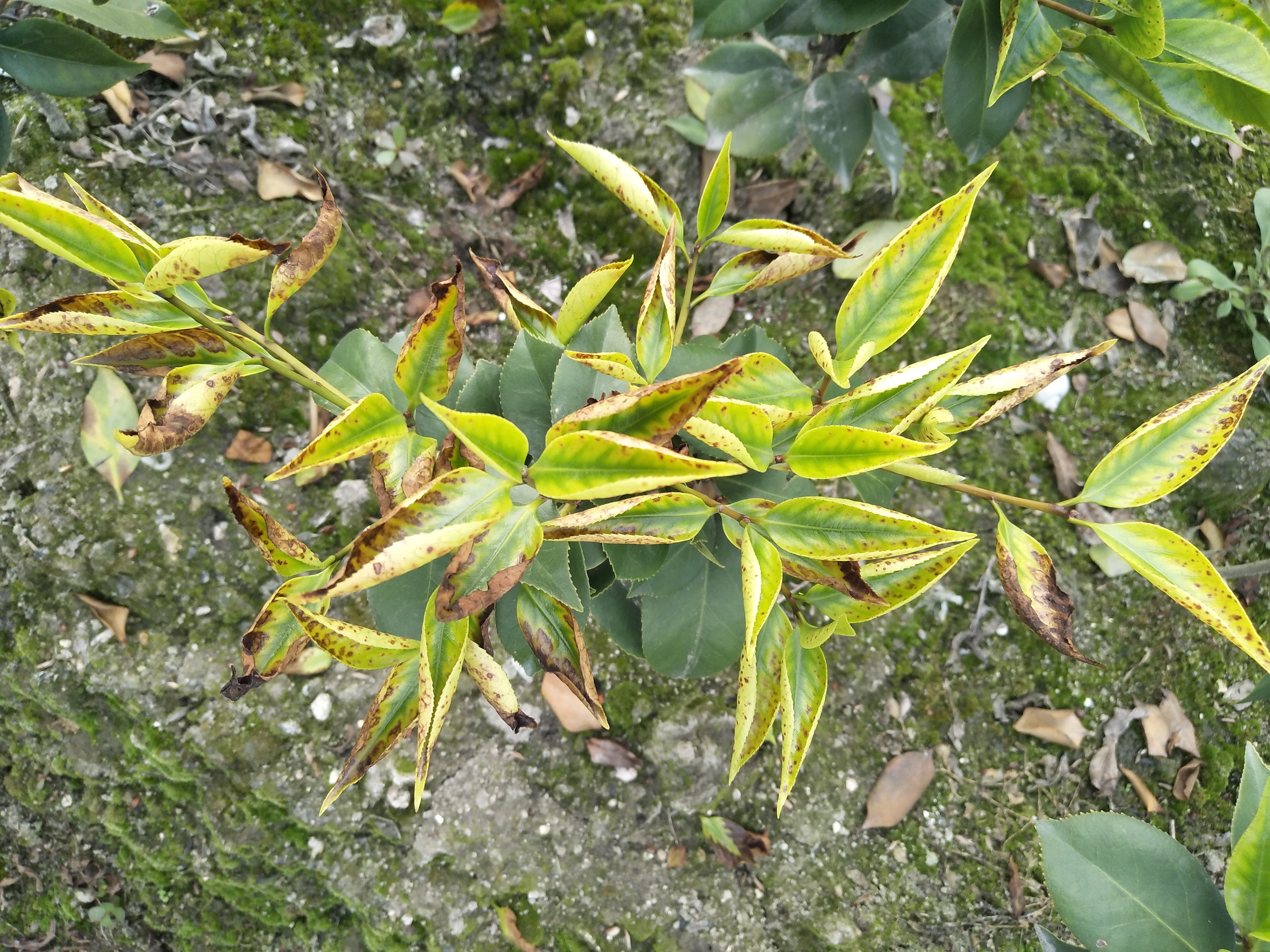 茶芽枯病图片图片