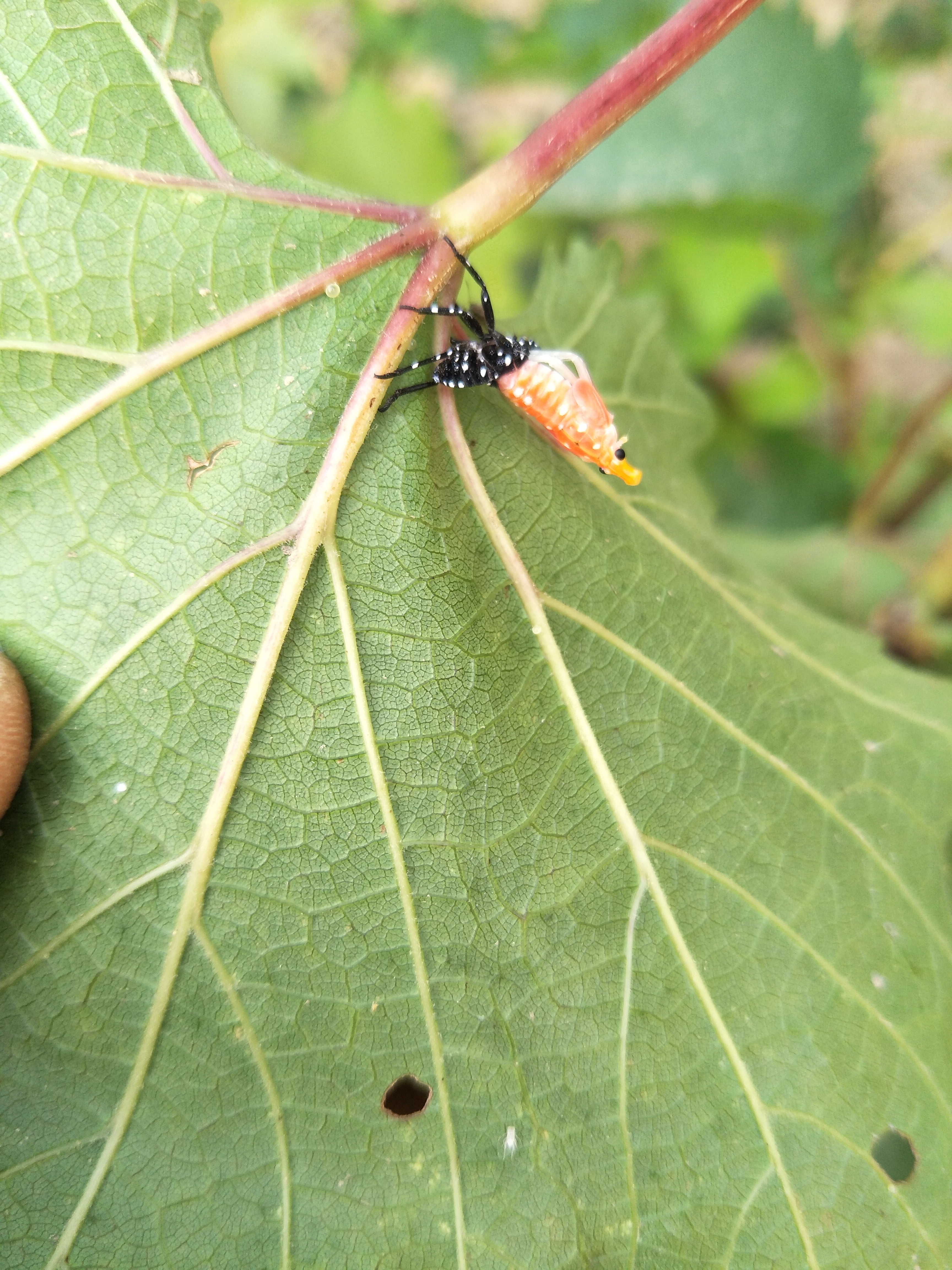 葡萄树上的虫子图片