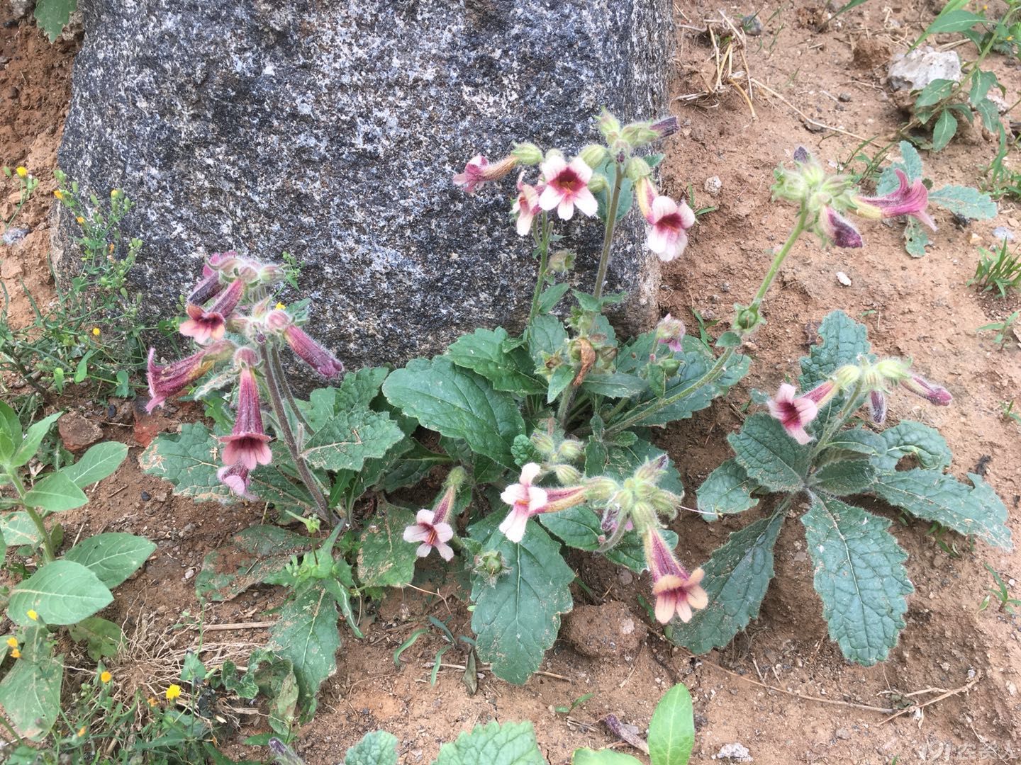 【知客】地黄丨散落在山野的中药植物