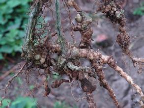 甜瓜根结线虫防治特效药-线必治