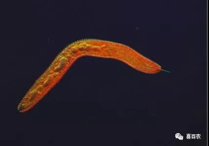 山东大姜根结线虫最有效的方法有哪些?最后一点特重要