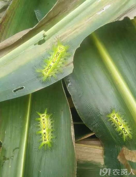 玉米叶片上啥刺蛾幼虫?