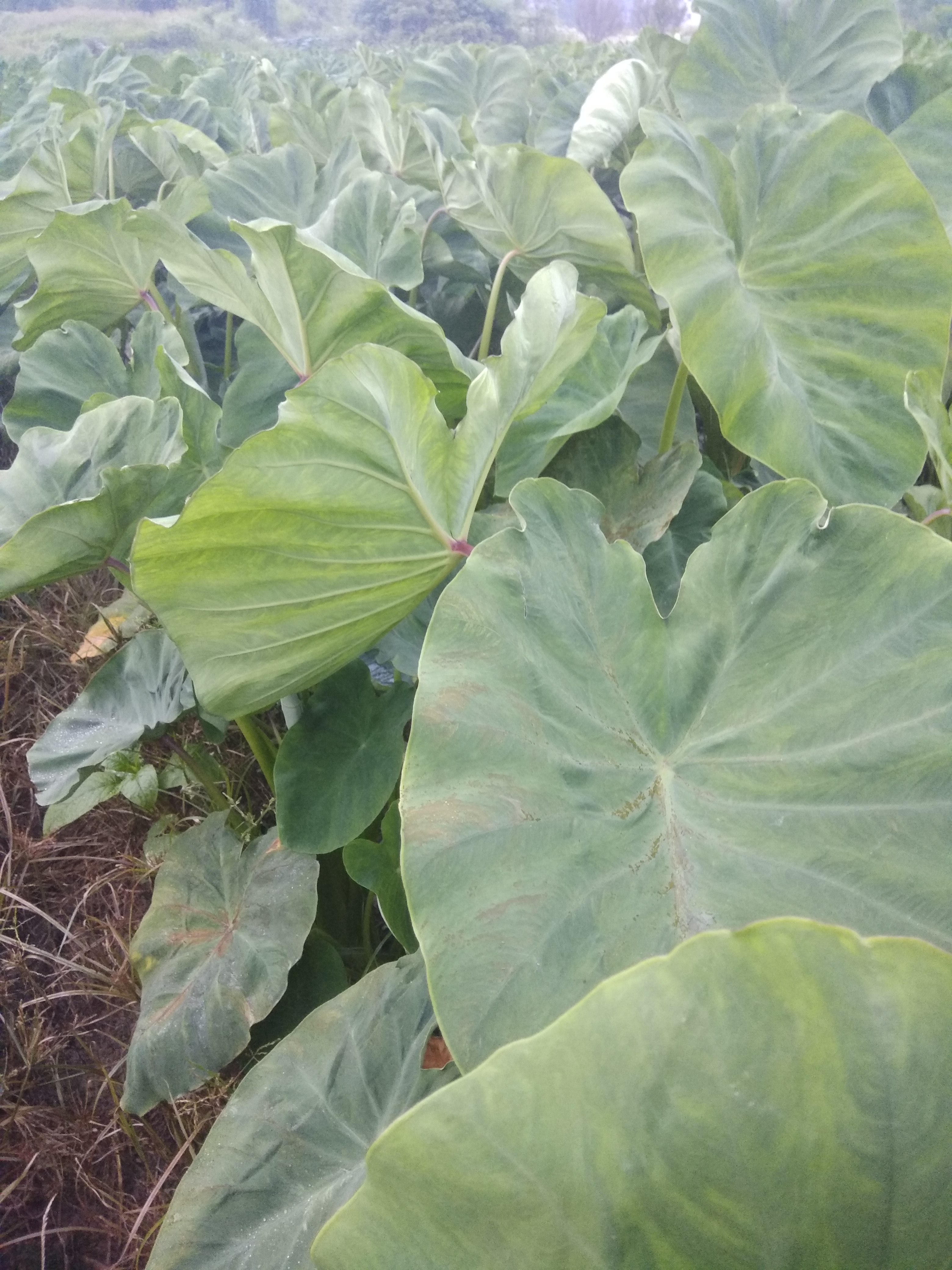 这是芋头污斑病吗,老叶有暗褐色锈迹