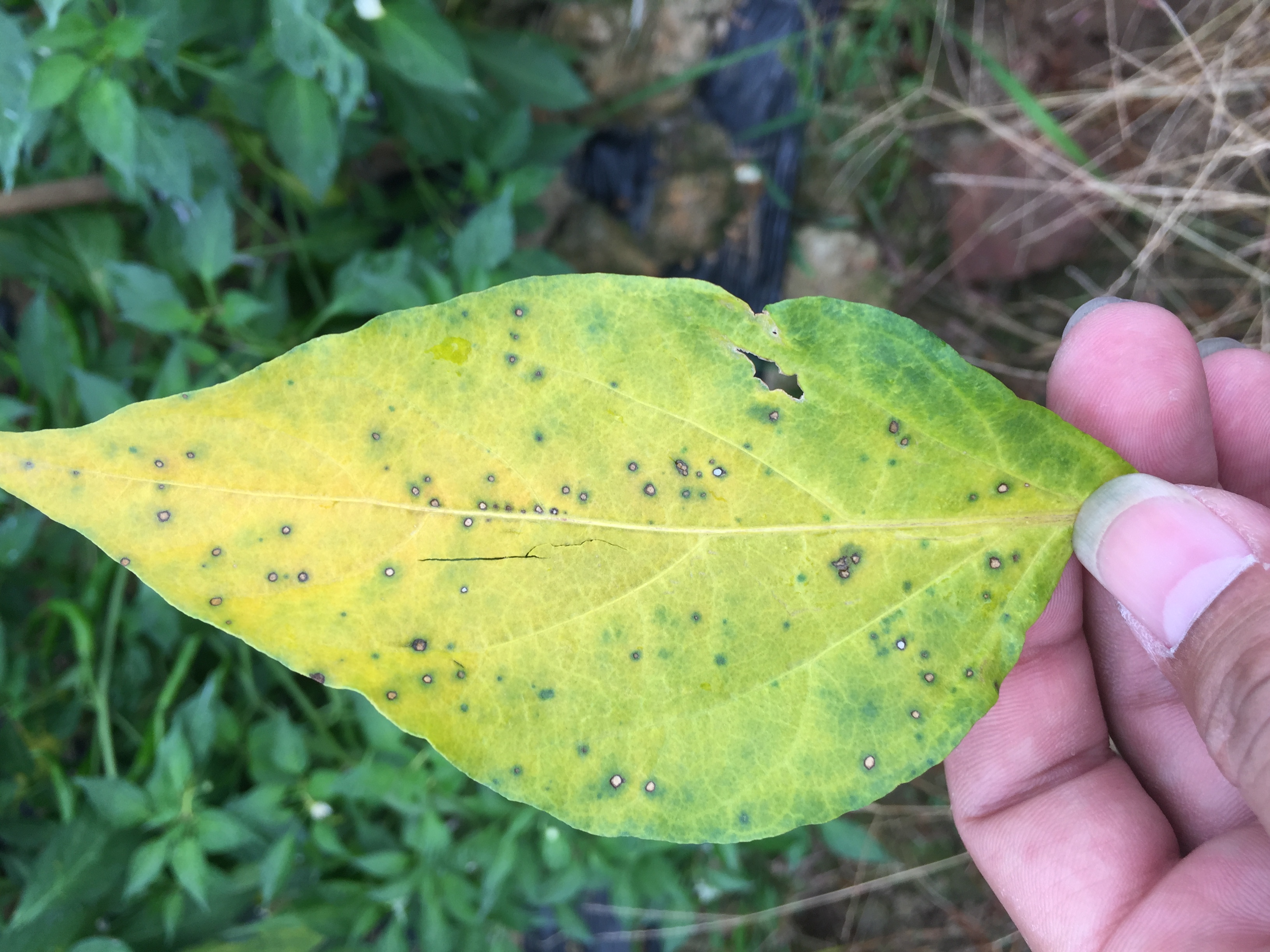 辣椒白星病用什么药防治好_植保技术_191农资人 - 农技社区服务平台