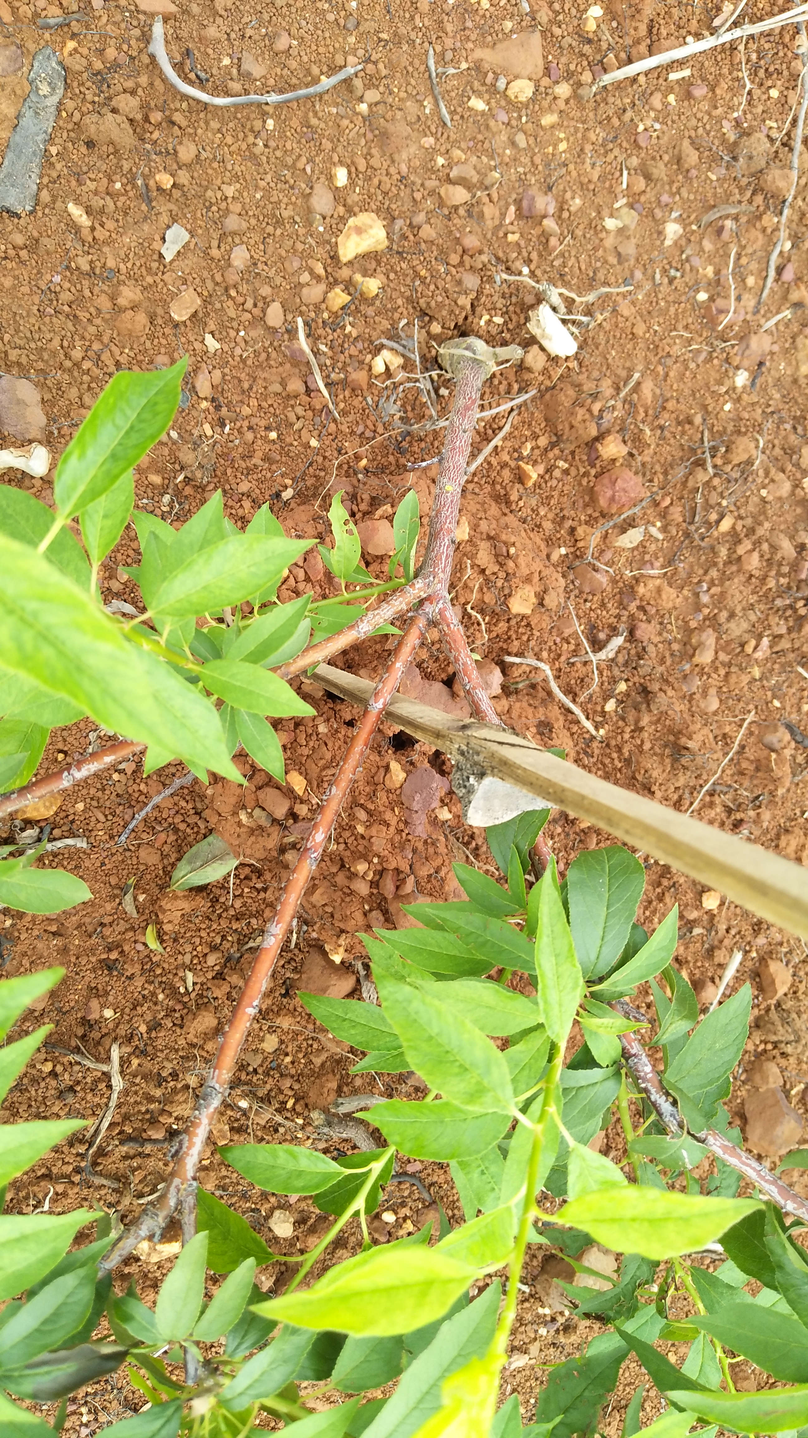 求教果树主干枝条发红