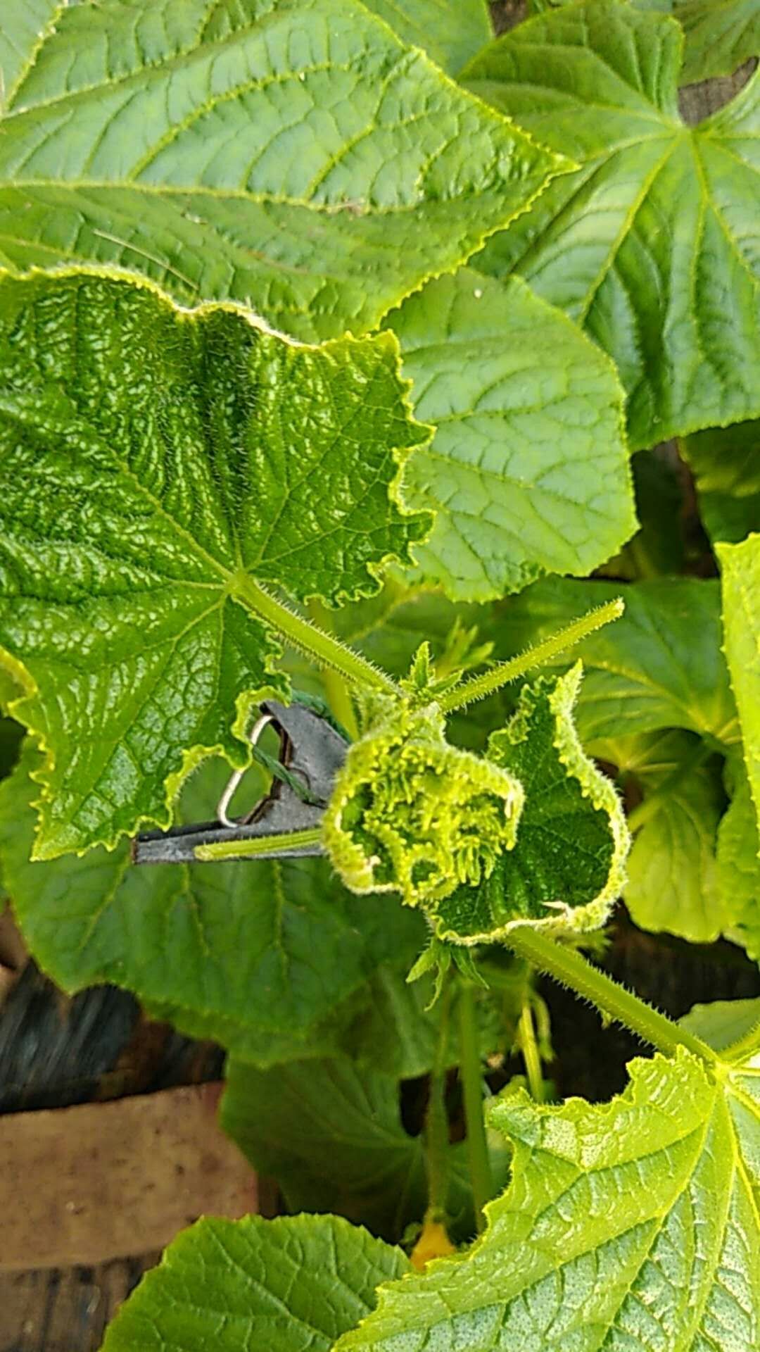 作物缺钙的危害