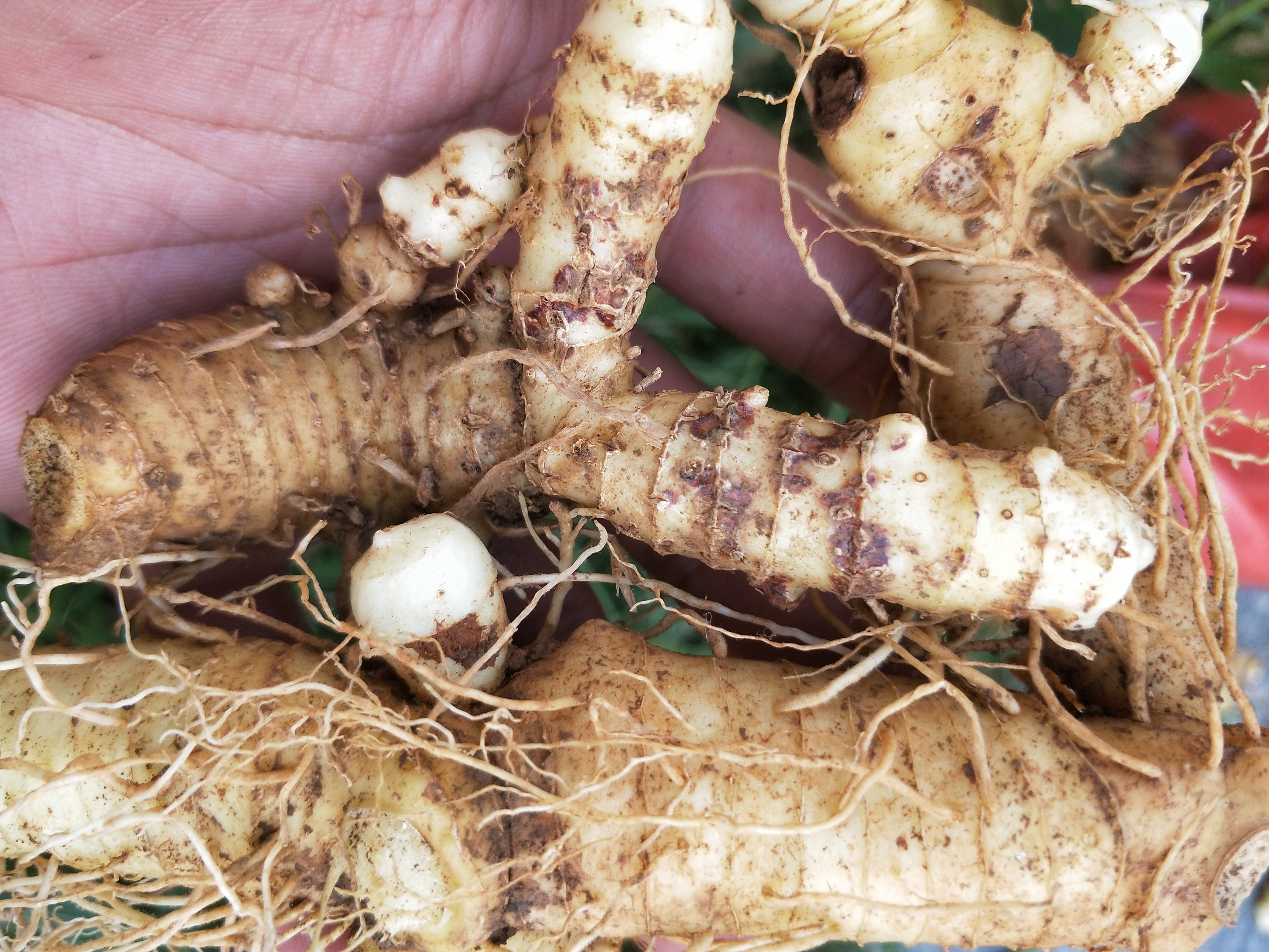 玉竹怎么了都是第三年这个时候才发病烂坏第一第二年一点事都没有