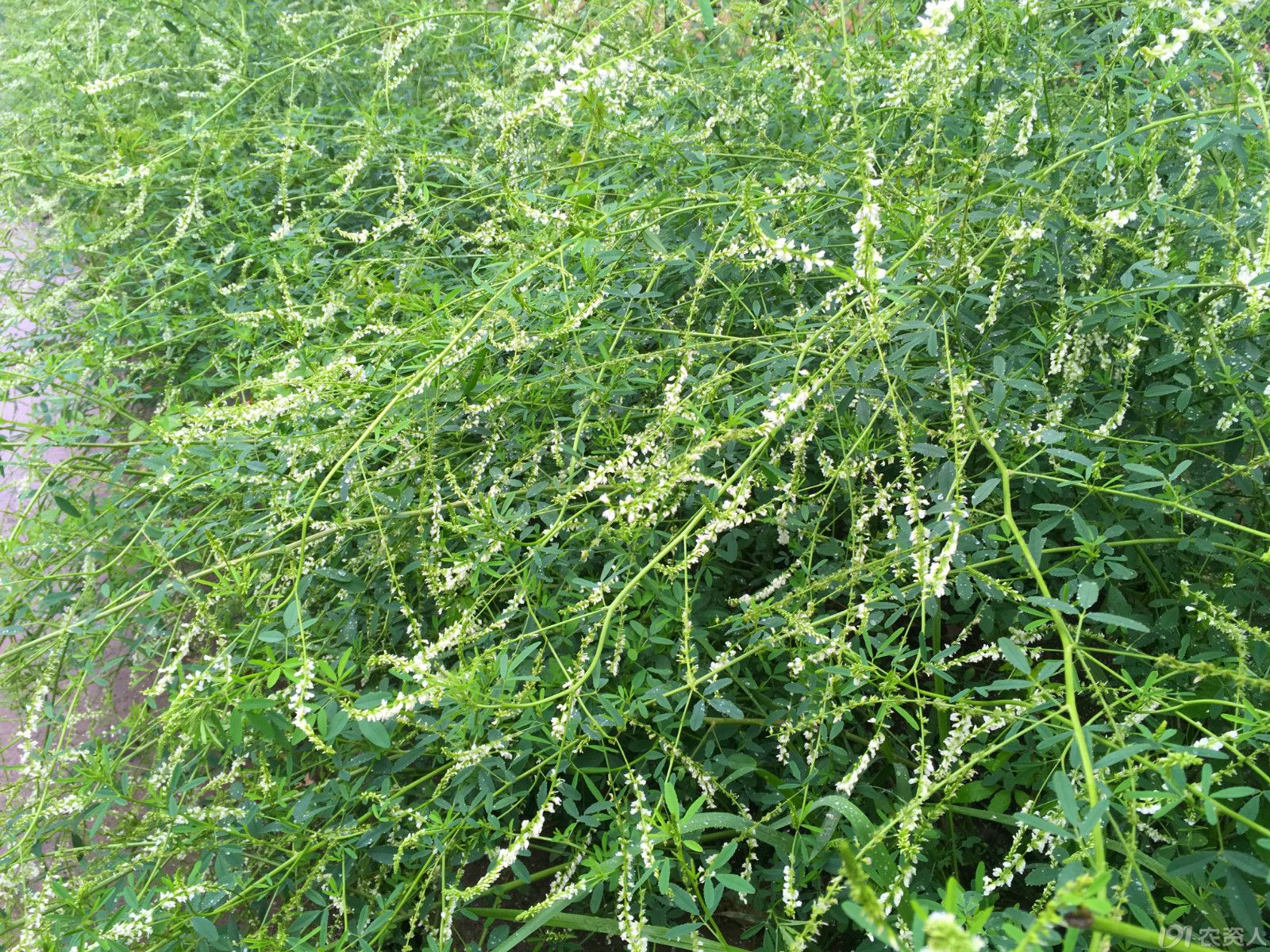 芒种仲夏 白花草木犀 种植圈 191农资人 农技社区服务平台 触屏版