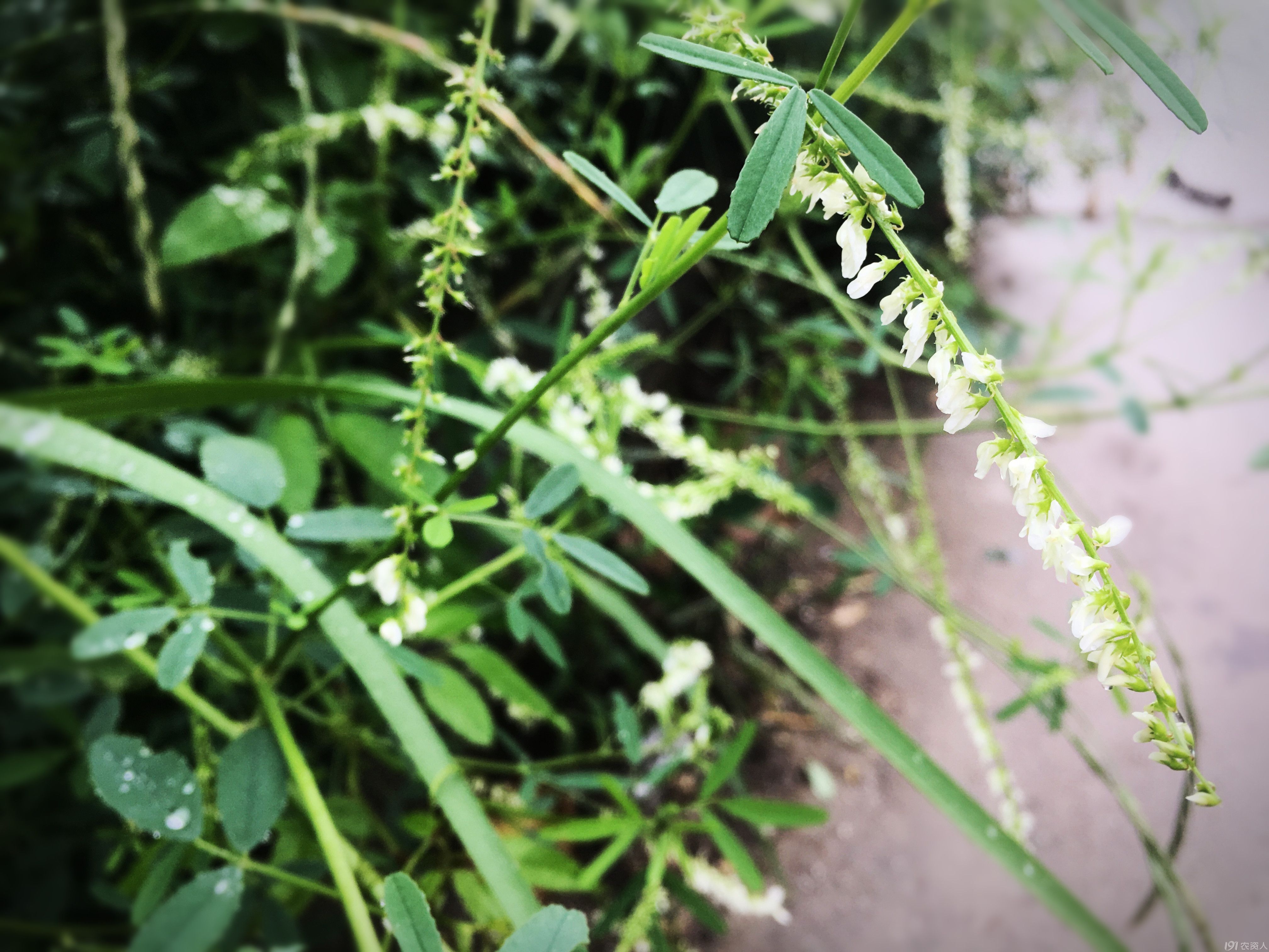 芒种仲夏 白花草木犀 种植圈 191农资人 农技社区服务平台 触屏版