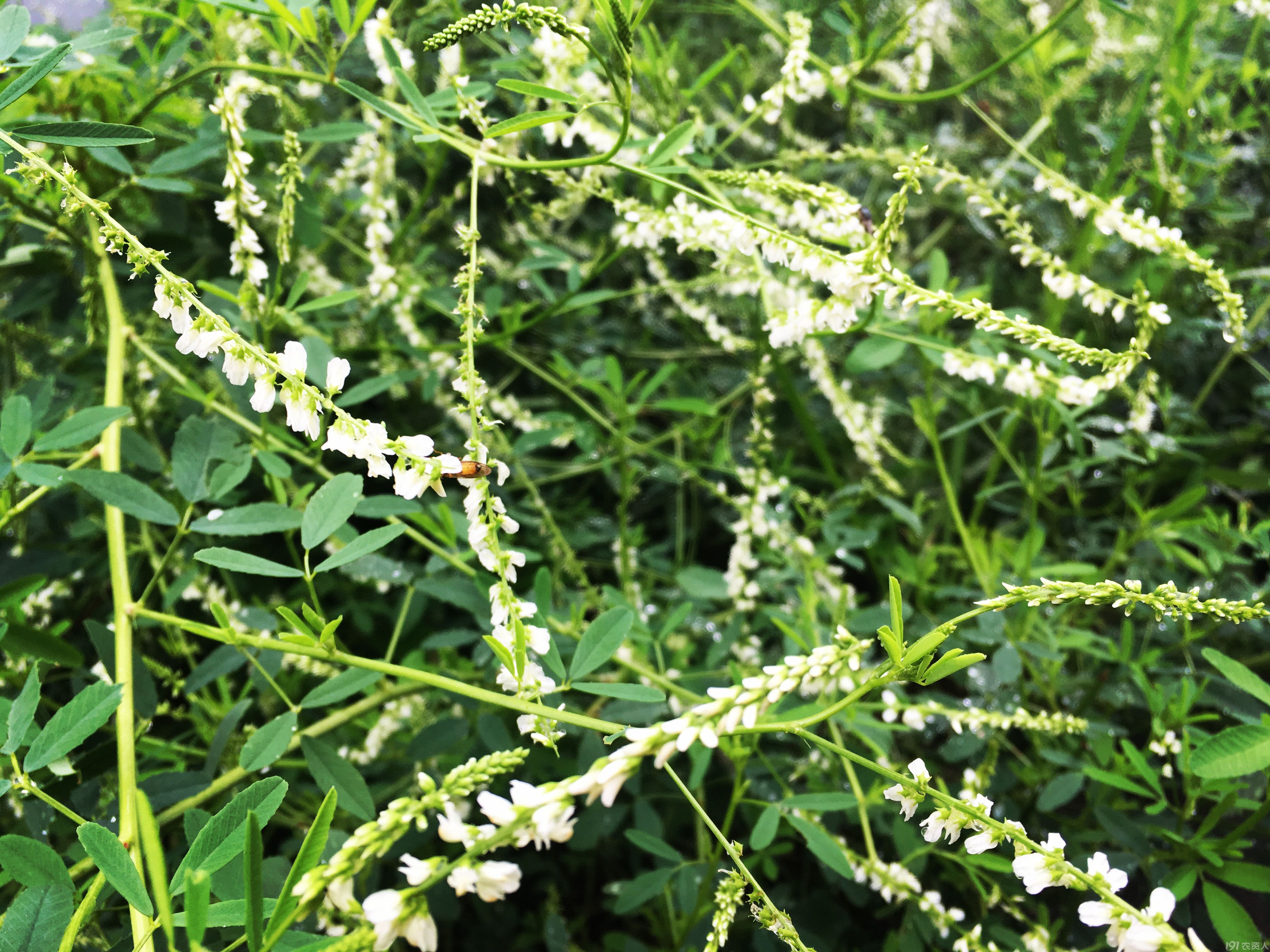 芒种仲夏 白花草木犀 种植圈 191农资人 农技社区服务平台 触屏版