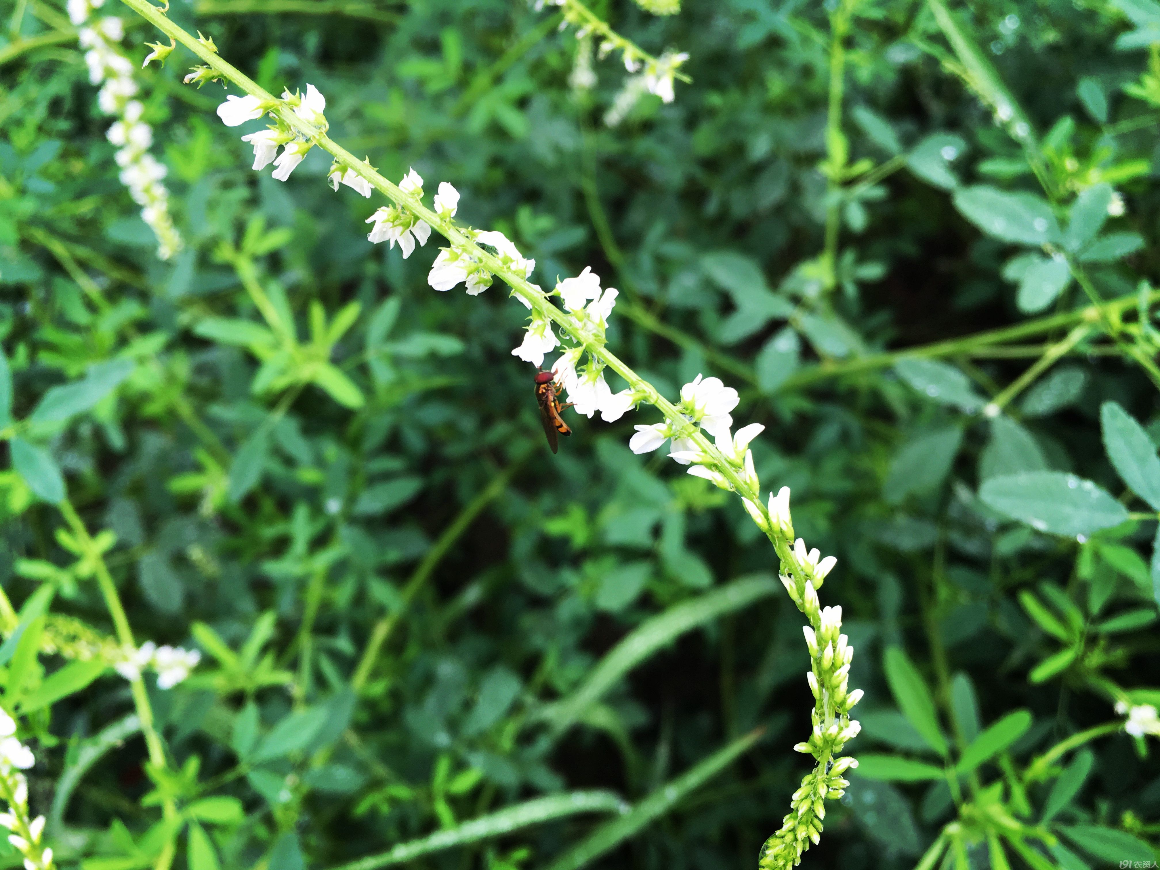 芒种仲夏 白花草木犀 种植圈 191农资人 农技社区服务平台 触屏版