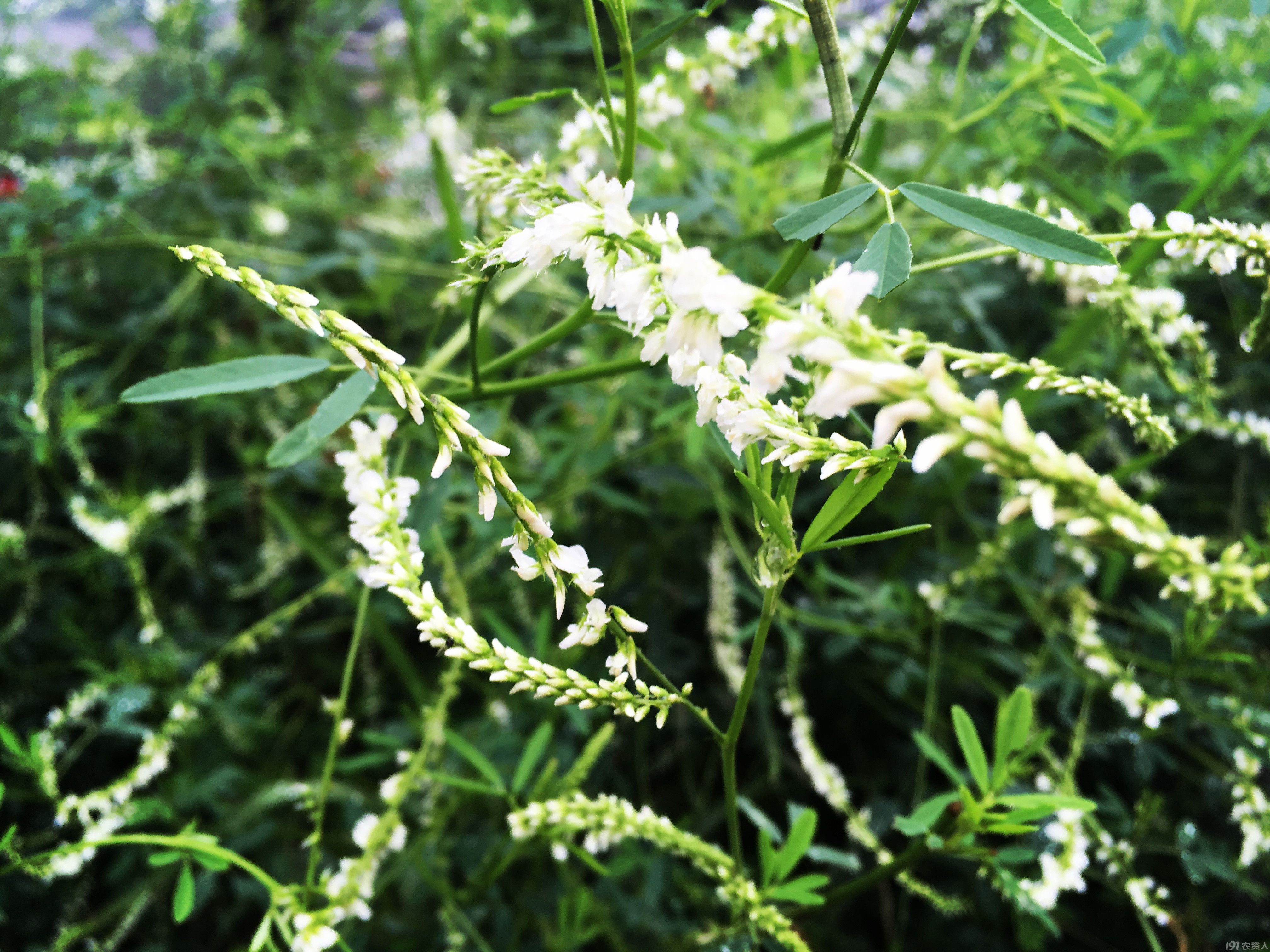 芒种仲夏 白花草木犀 种植圈 191农资人 农技社区服务平台 触屏版