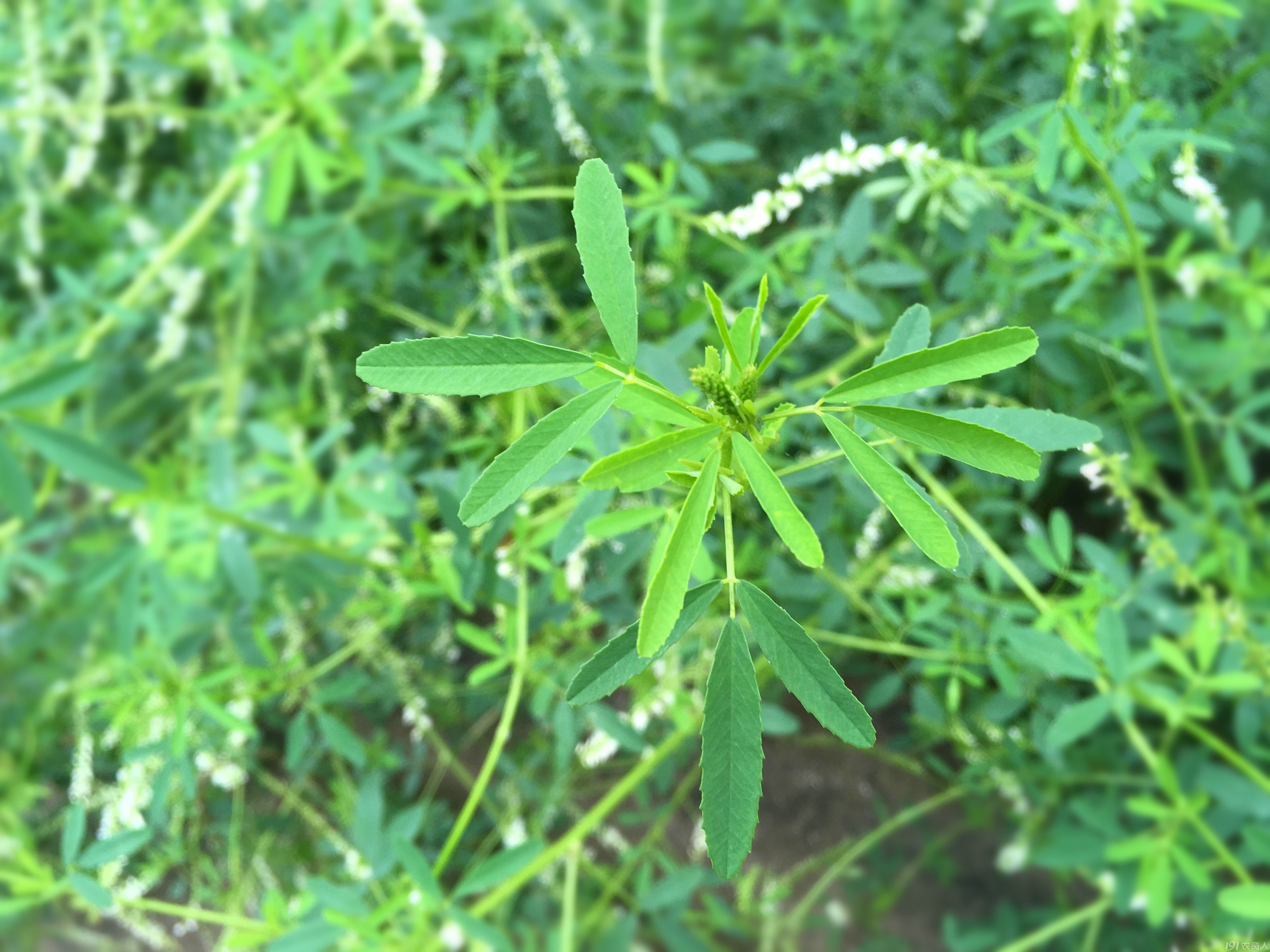 芒种仲夏 白花草木犀 种植圈 191农资人 农技社区服务平台 触屏版