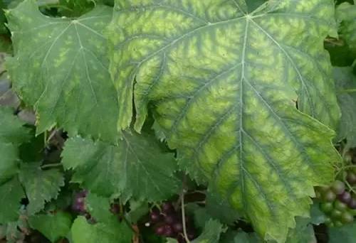 葡萄真的很需要镁元素这个你有了解多少卡希诺