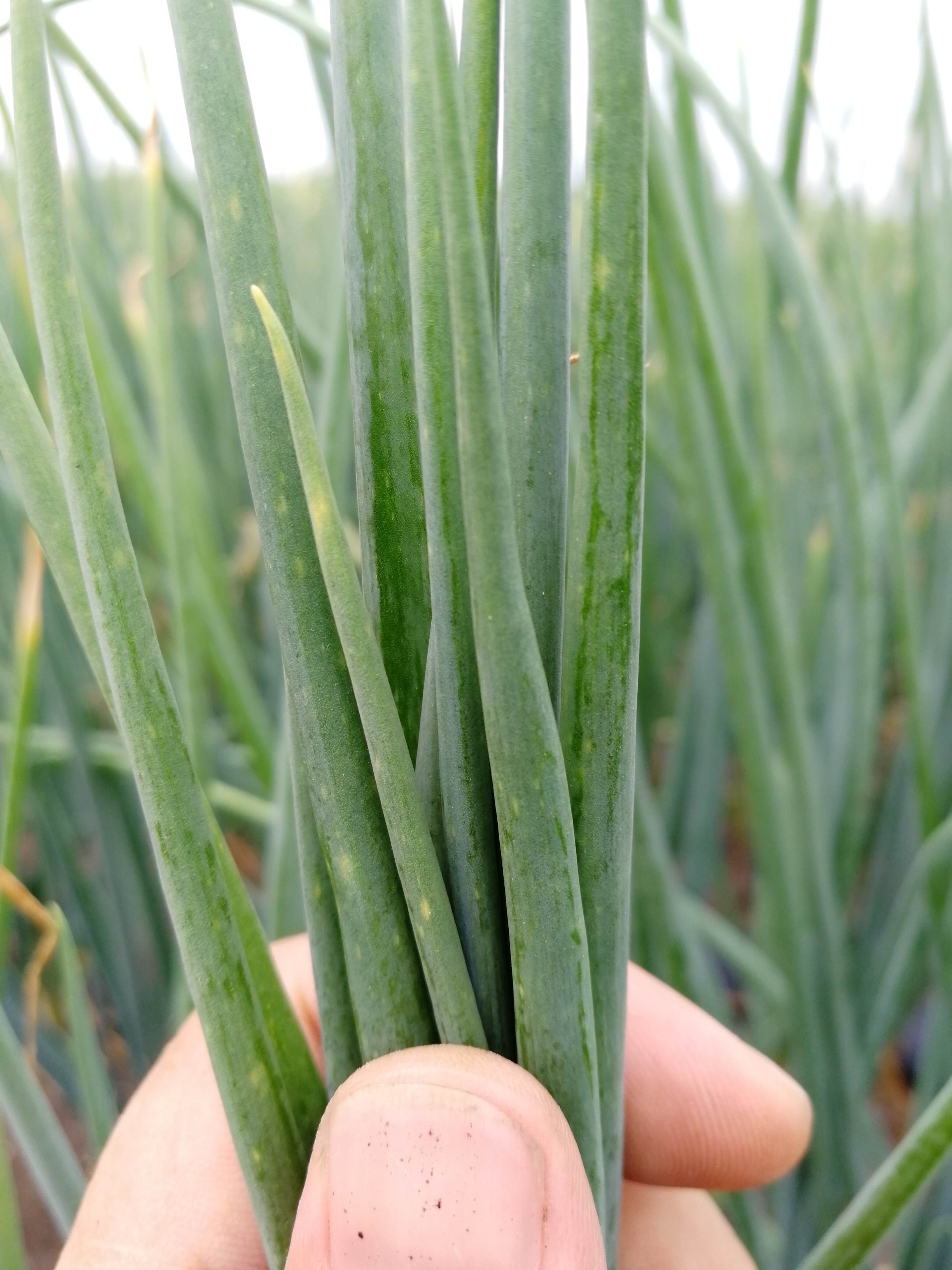 老关高清图系列葱蓟马