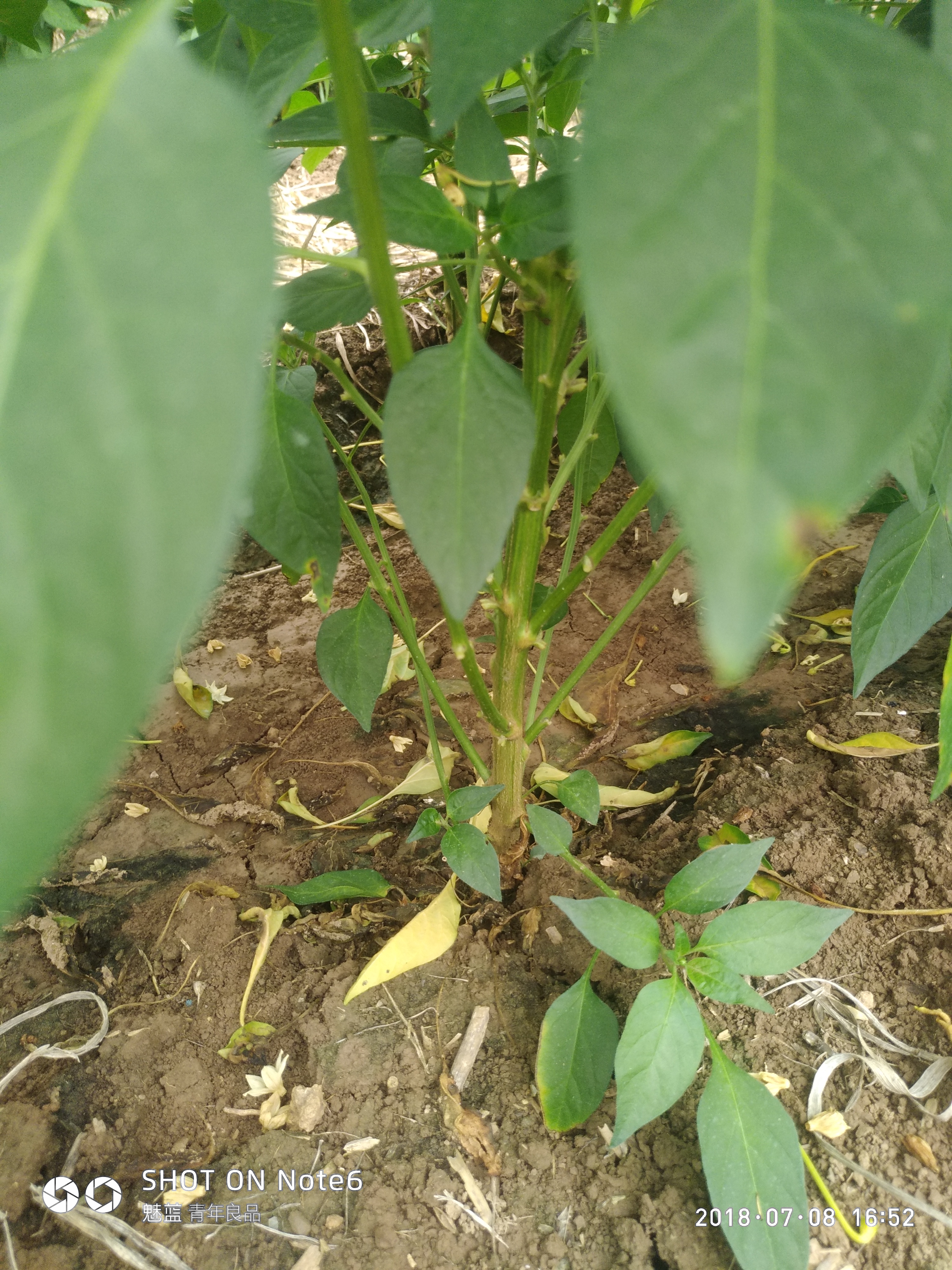 辣椒代森锰锌药害图片顺便看看是什么病