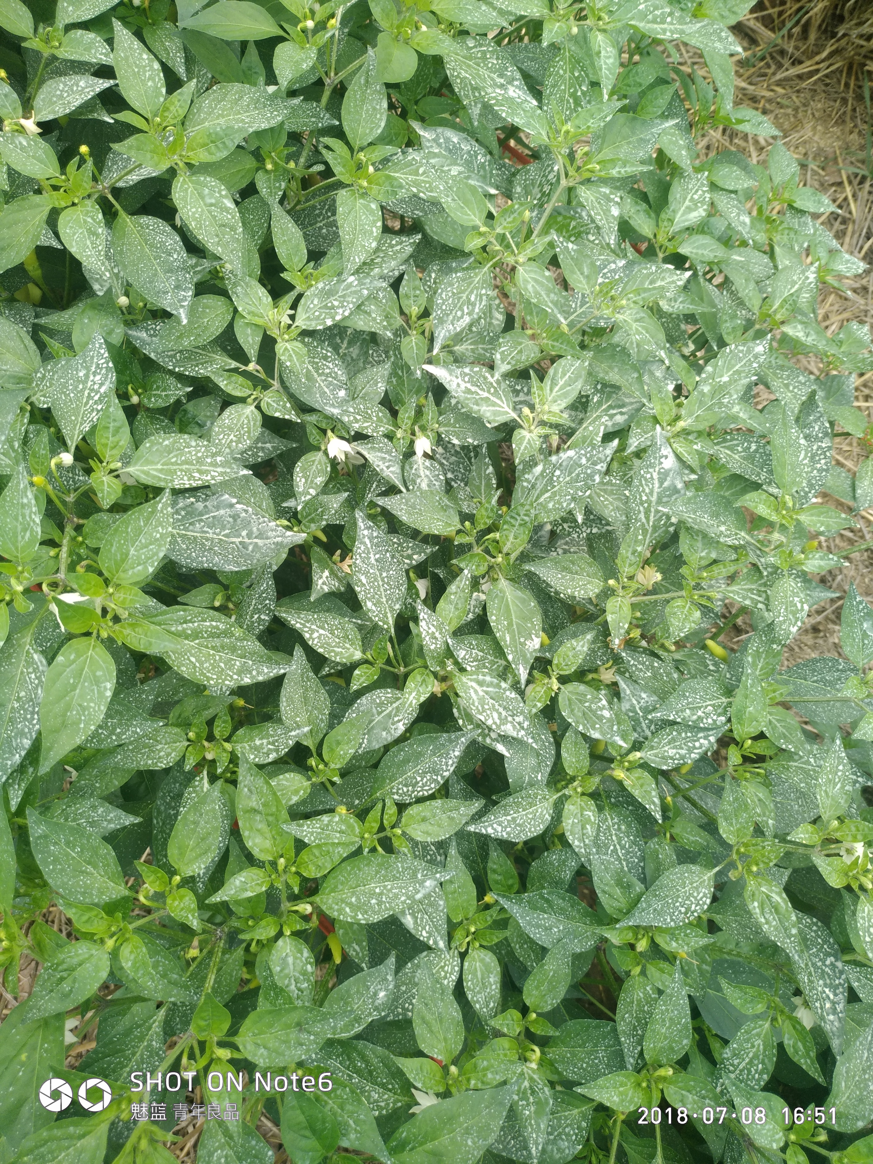 辣椒代森锰锌药害图片顺便看看是什么病