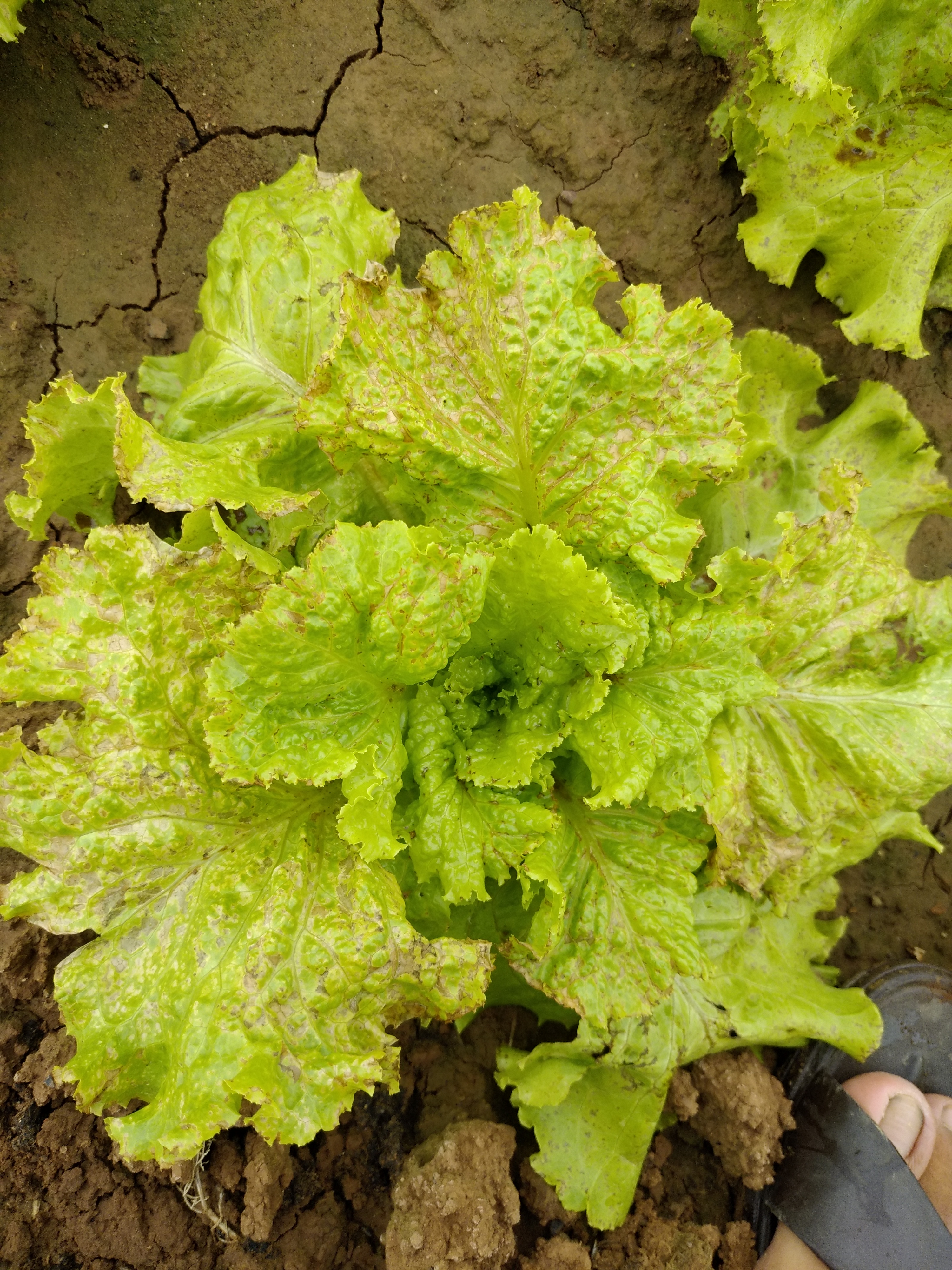 看看生菜什么病