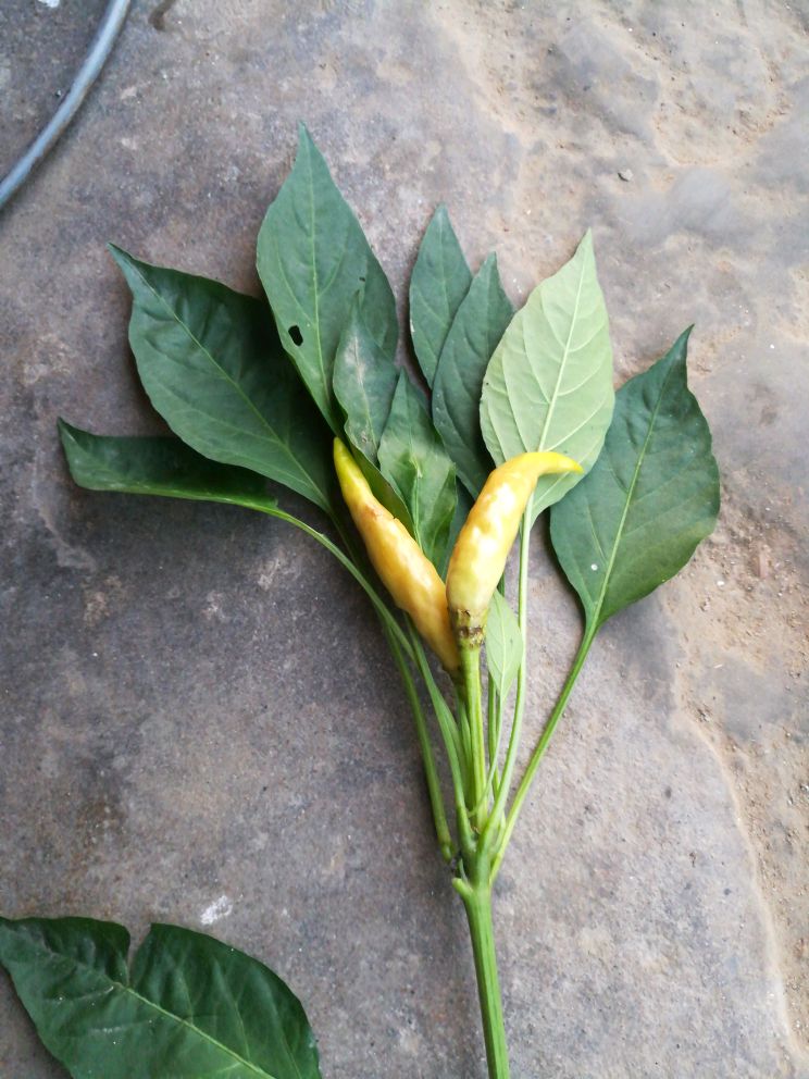 辣椒果变白什么病害