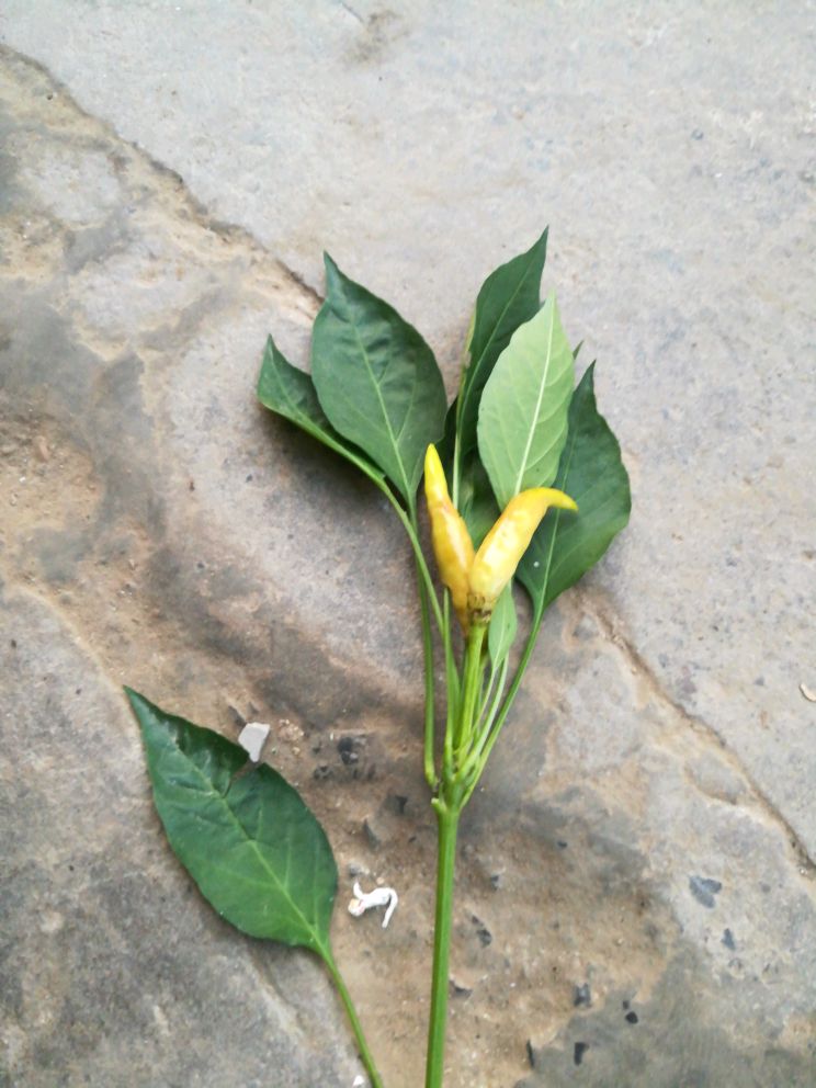 辣椒果变白什么病害