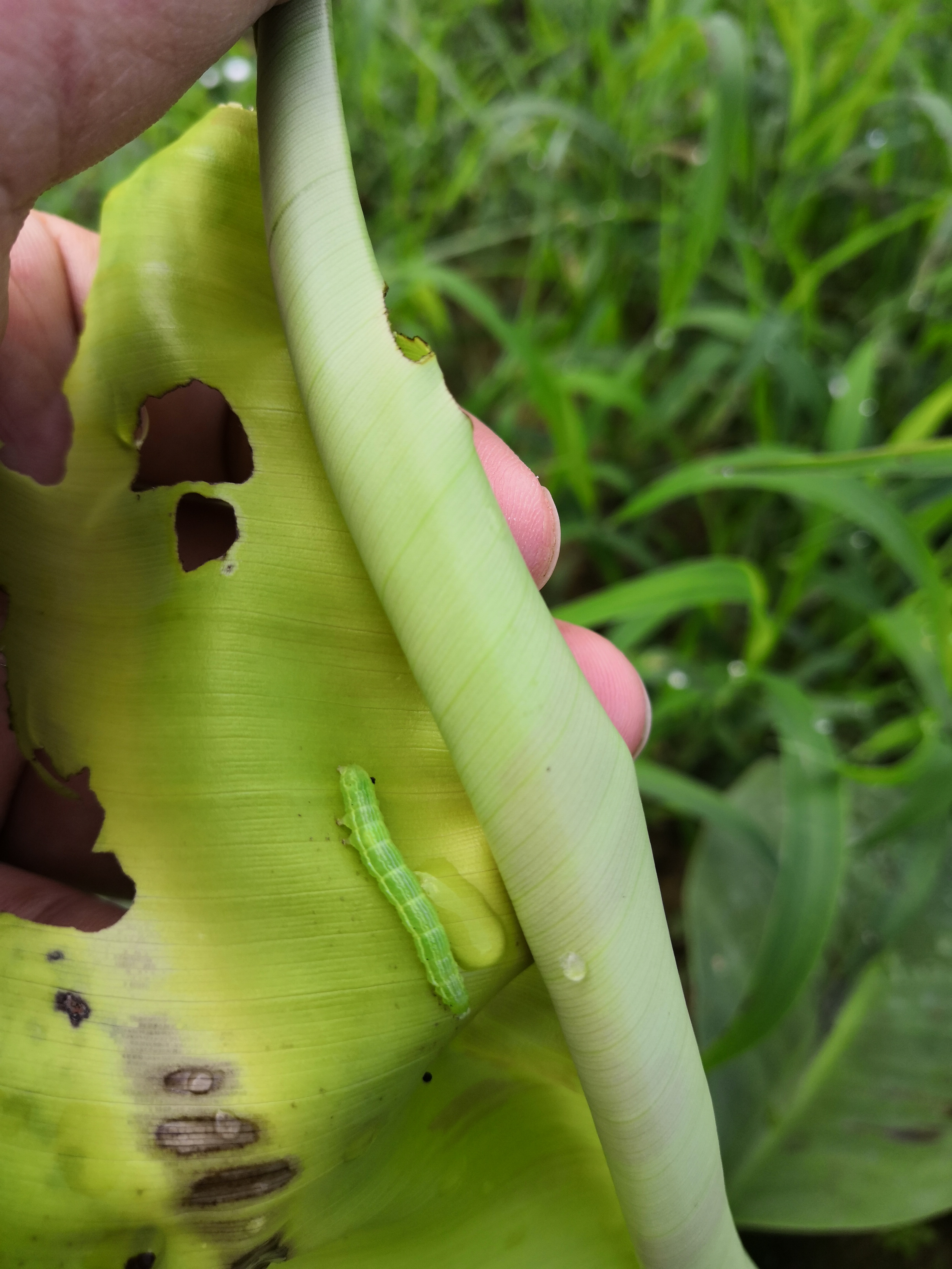 香蕉刚种不久,就有这虫子了