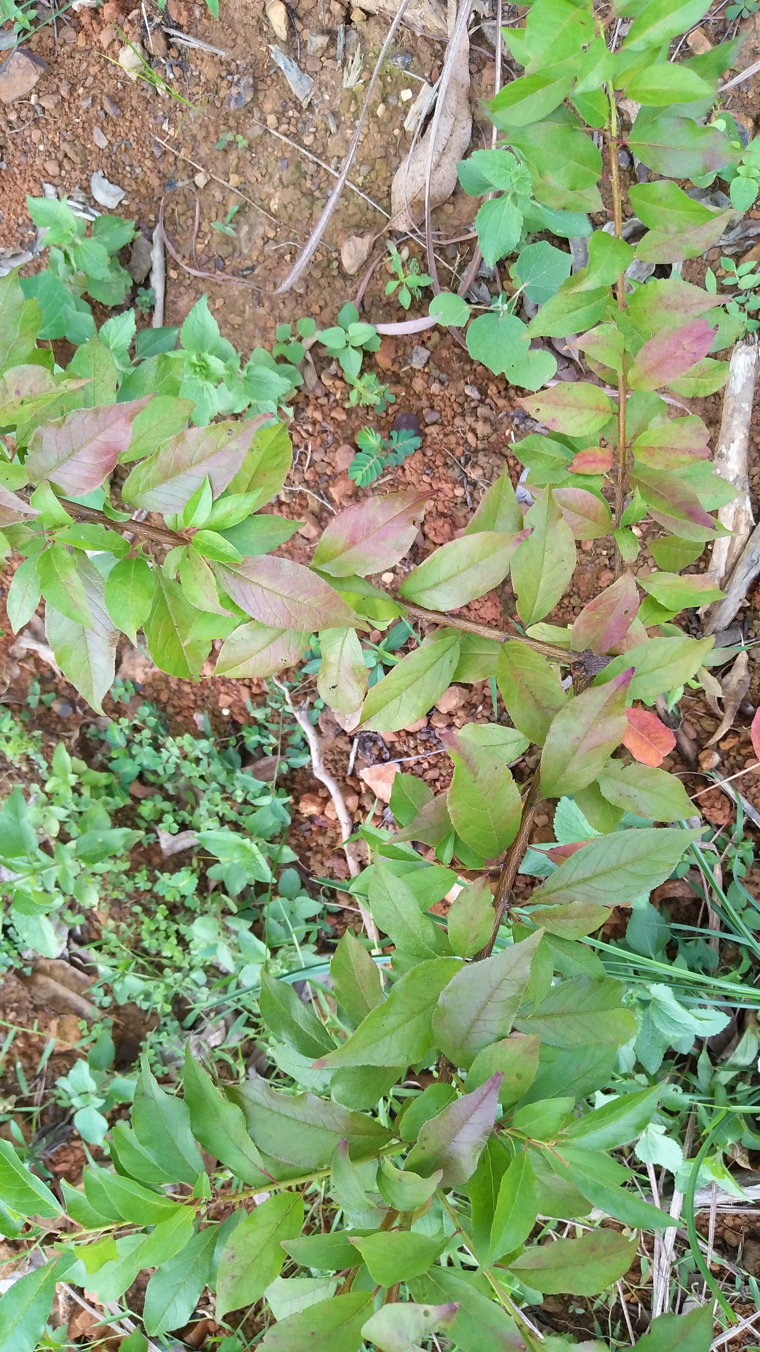 问题求解李树老叶发红紫是什么情况