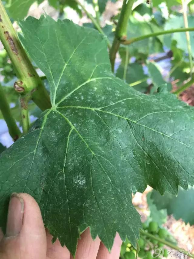 纵有千般好,也要有顾忌 研究结果表明,吡唑醚菌酯对柑橘疮痂病,树脂病