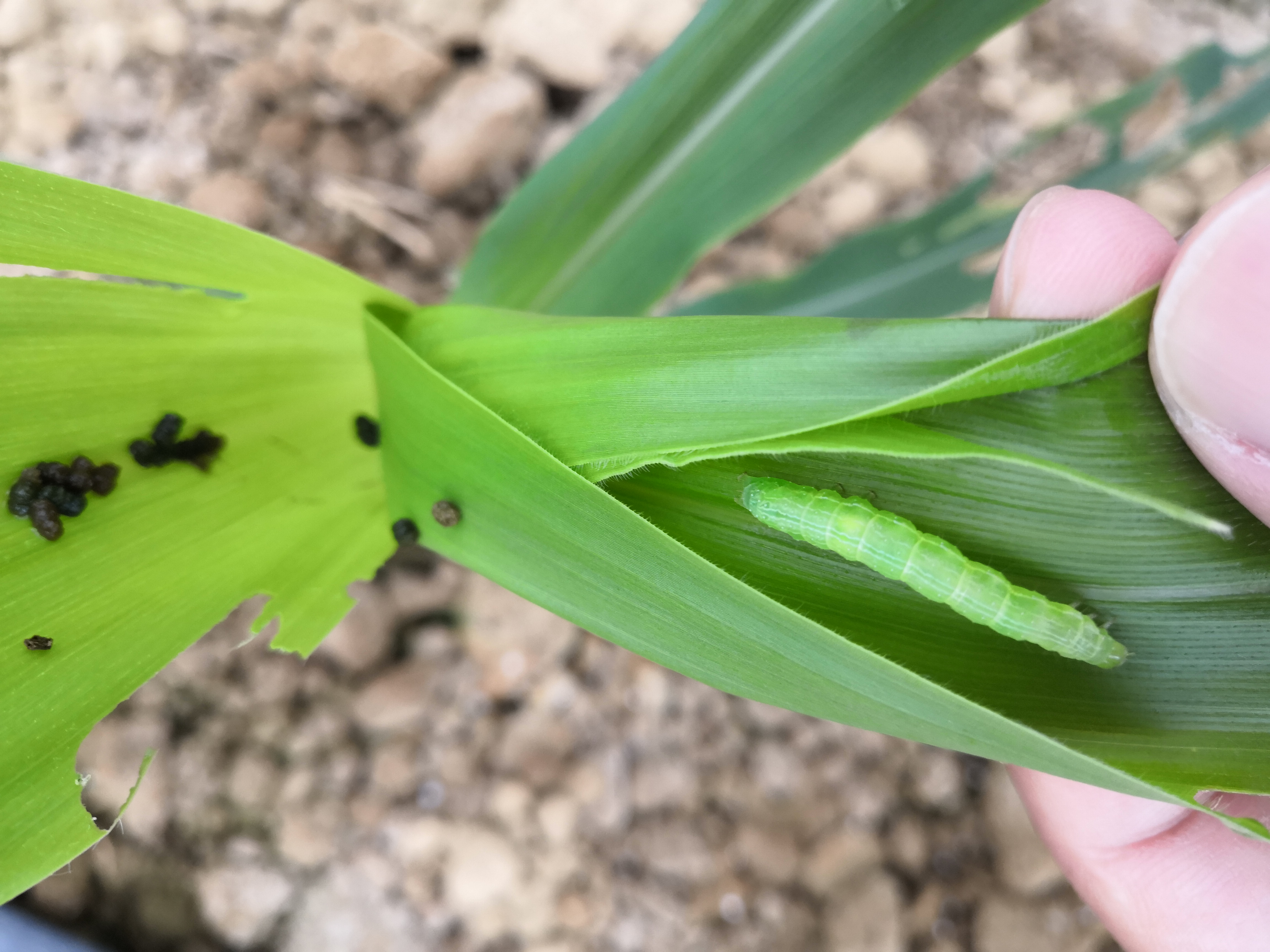 玉米什么虫子不像玉米螟啊