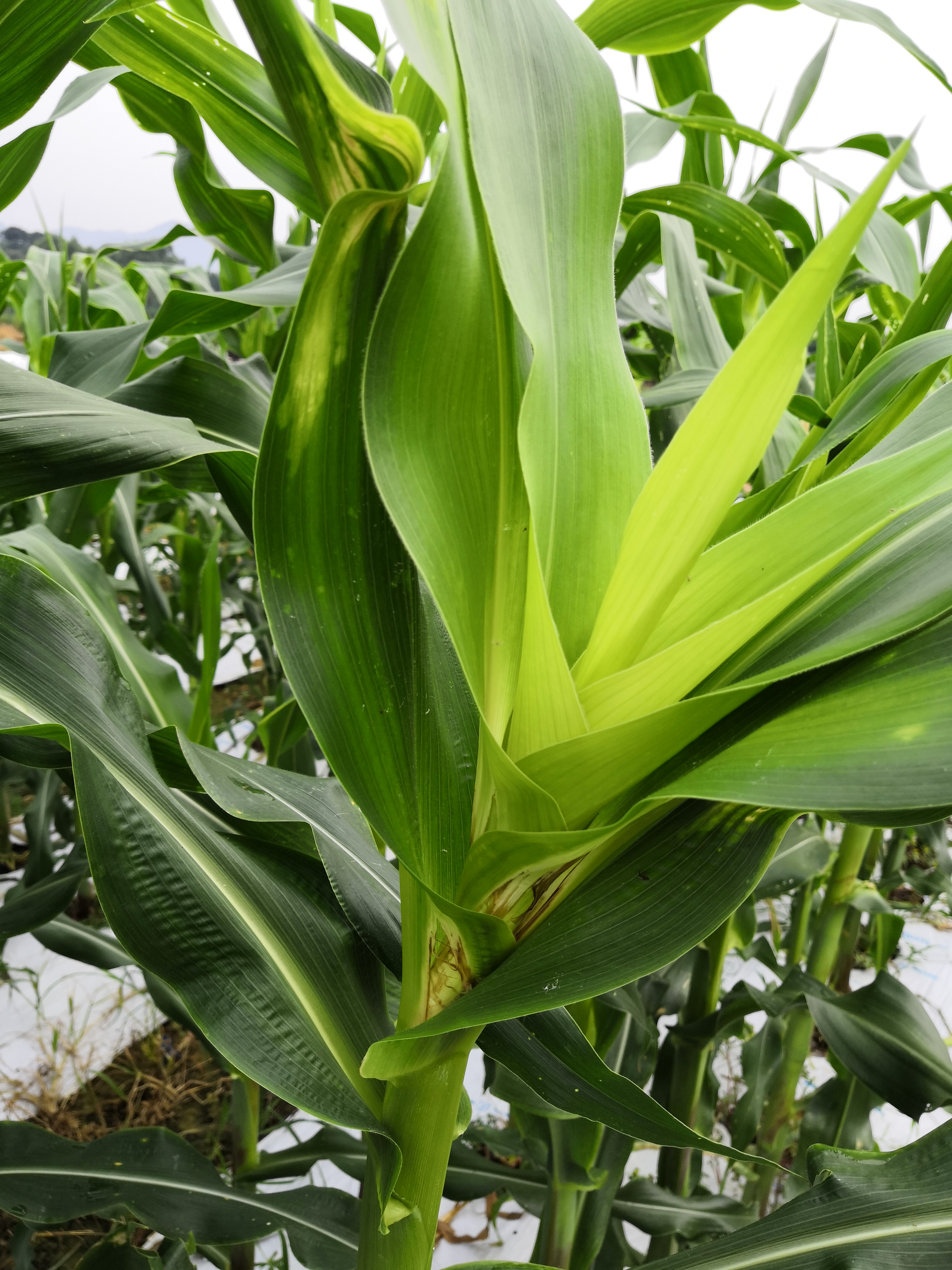 玉米心叶被咬找不到虫子