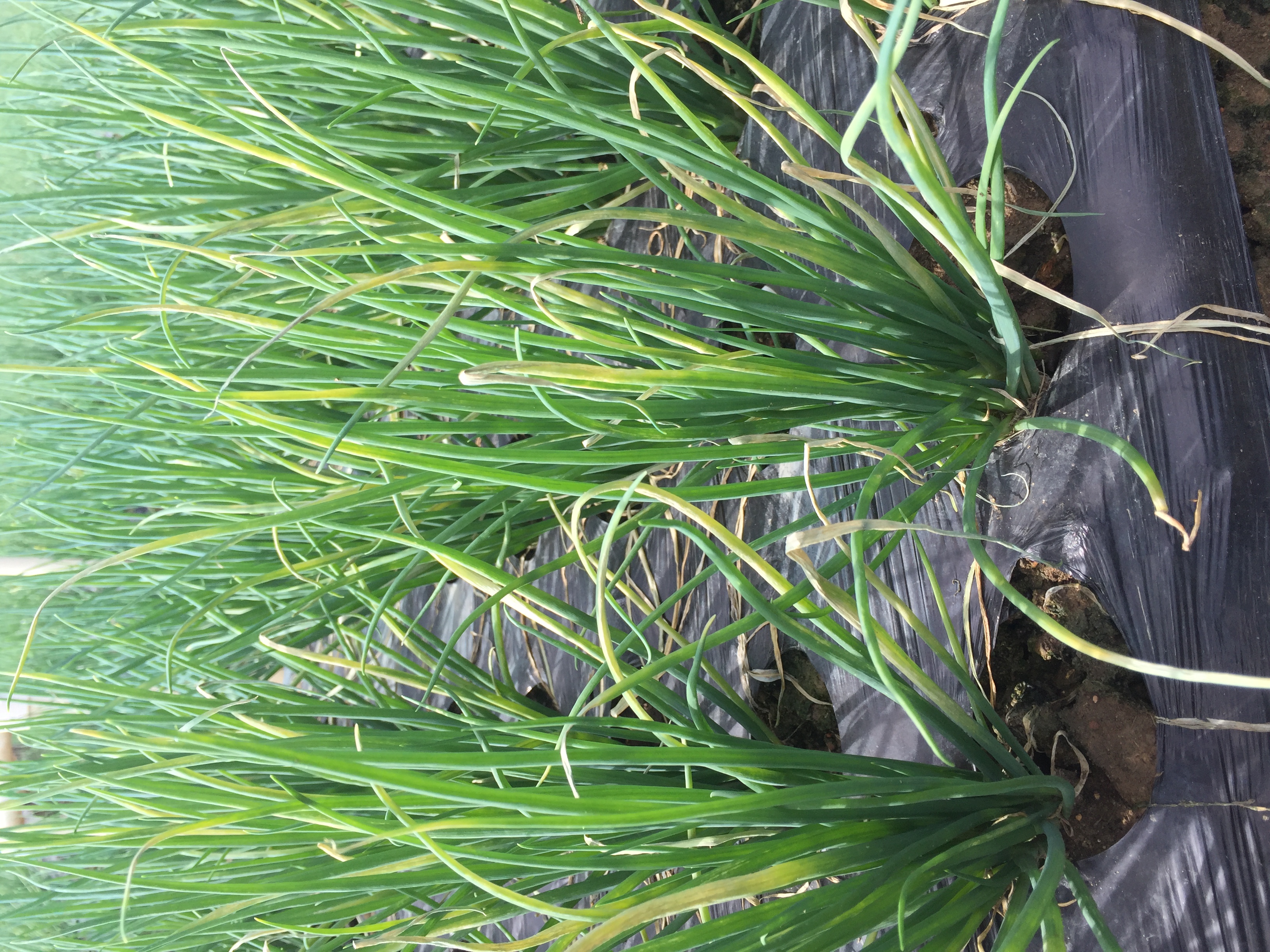 小葱病害求大师指点