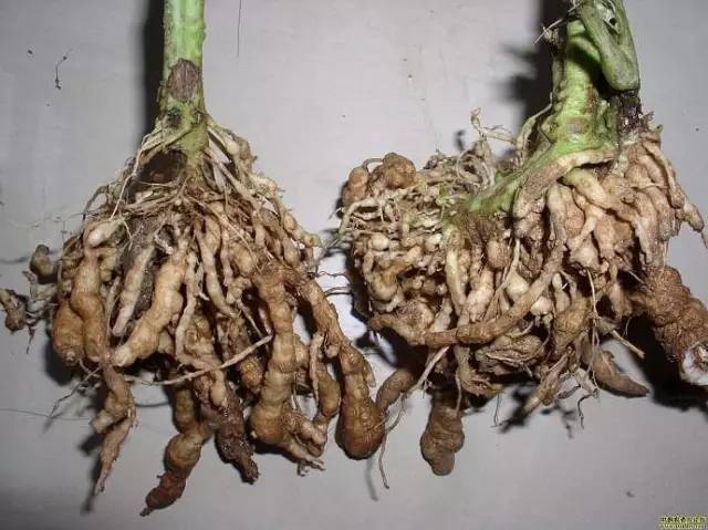 (生菜根结线虫病引起的生菜萎蔫呈点片分布,显然是颗粒剂撒施不均匀)