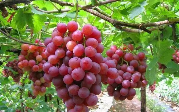 果树不施肥等于瞎胡混!15大经典语录成就优质高产果园(以色列卡希诺)