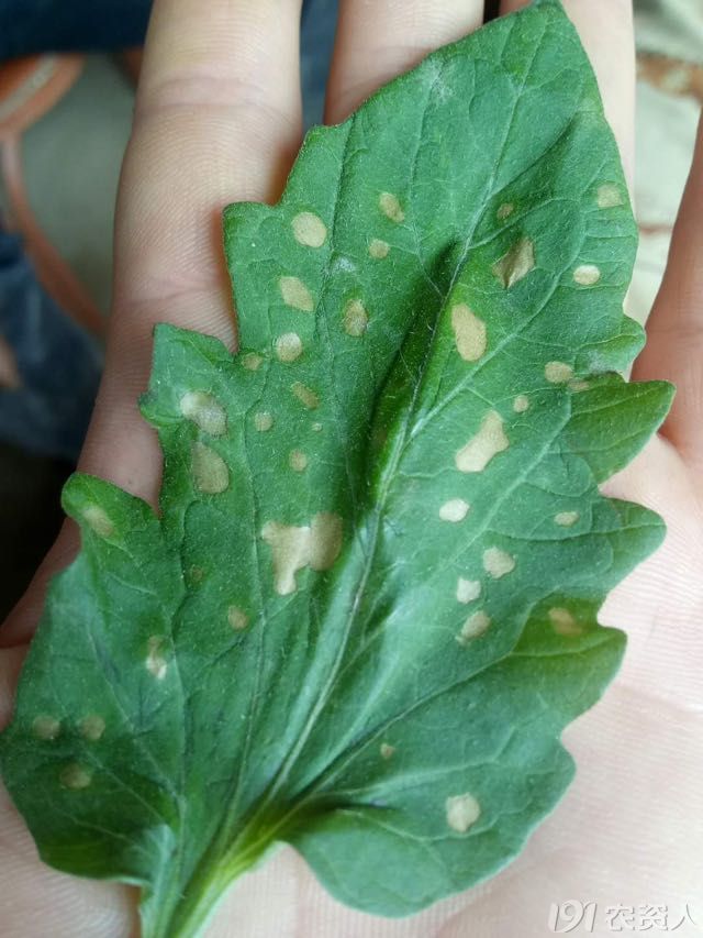 番茄叶面有好多圆形白斑是什么情况